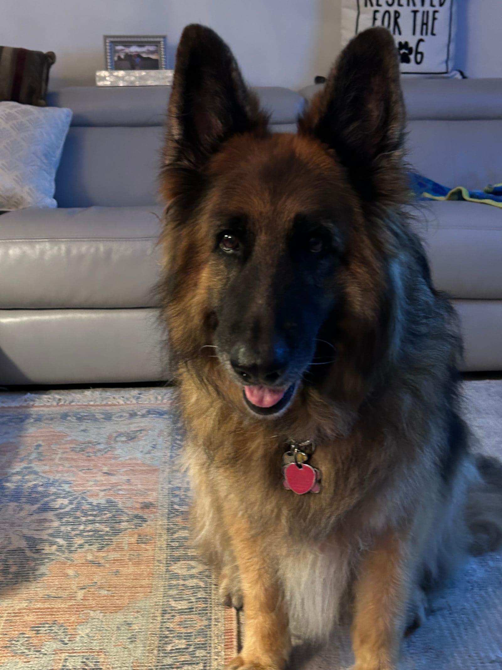Petspiration Spotlight: Bailey