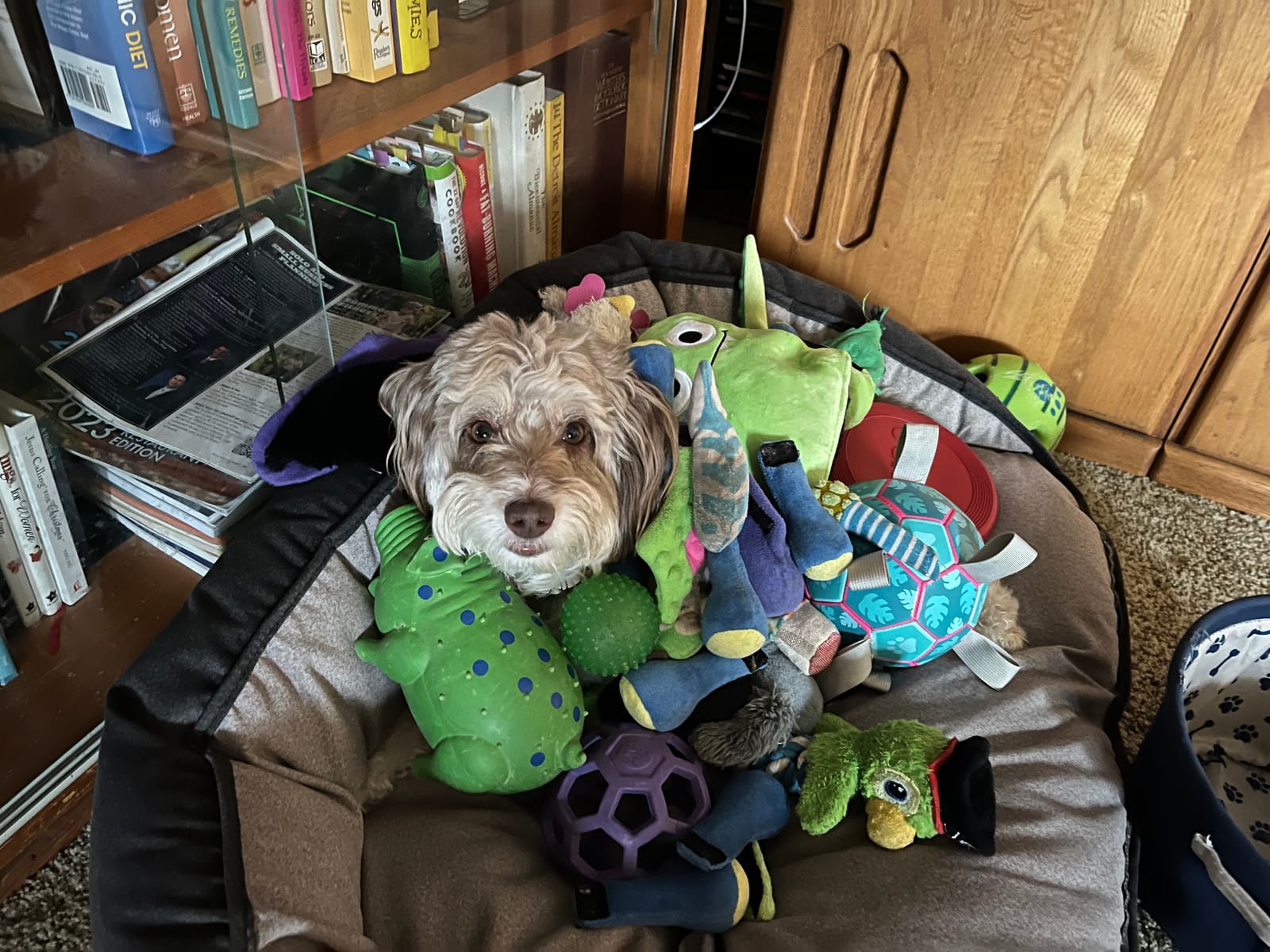Petspiration Spotlight: Bailey