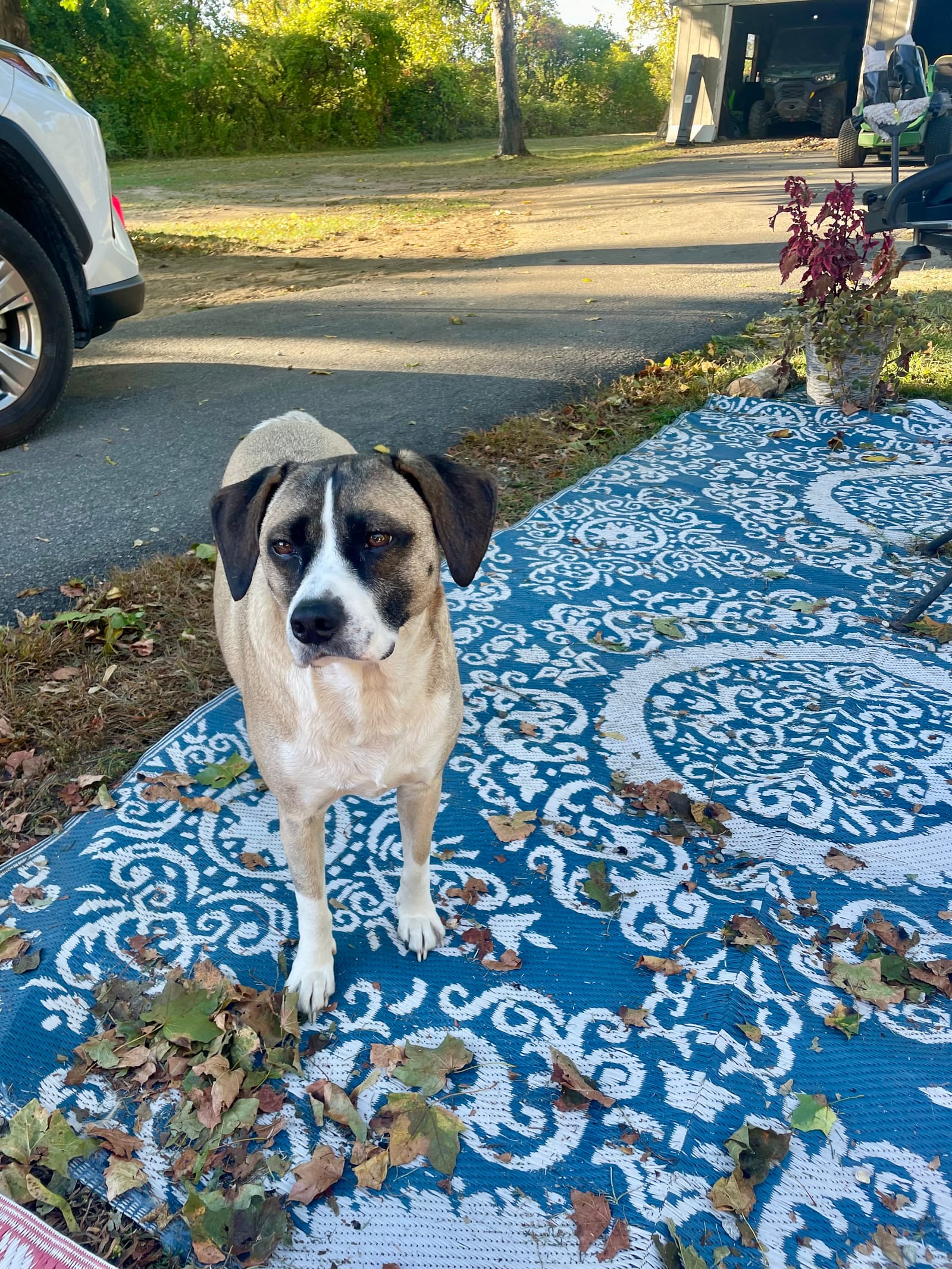 Petspiration Spotlight: Bailey