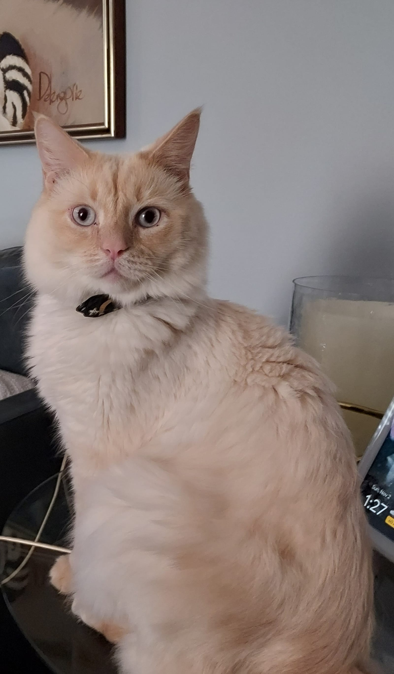 Petspiration Spotlight: Bailey