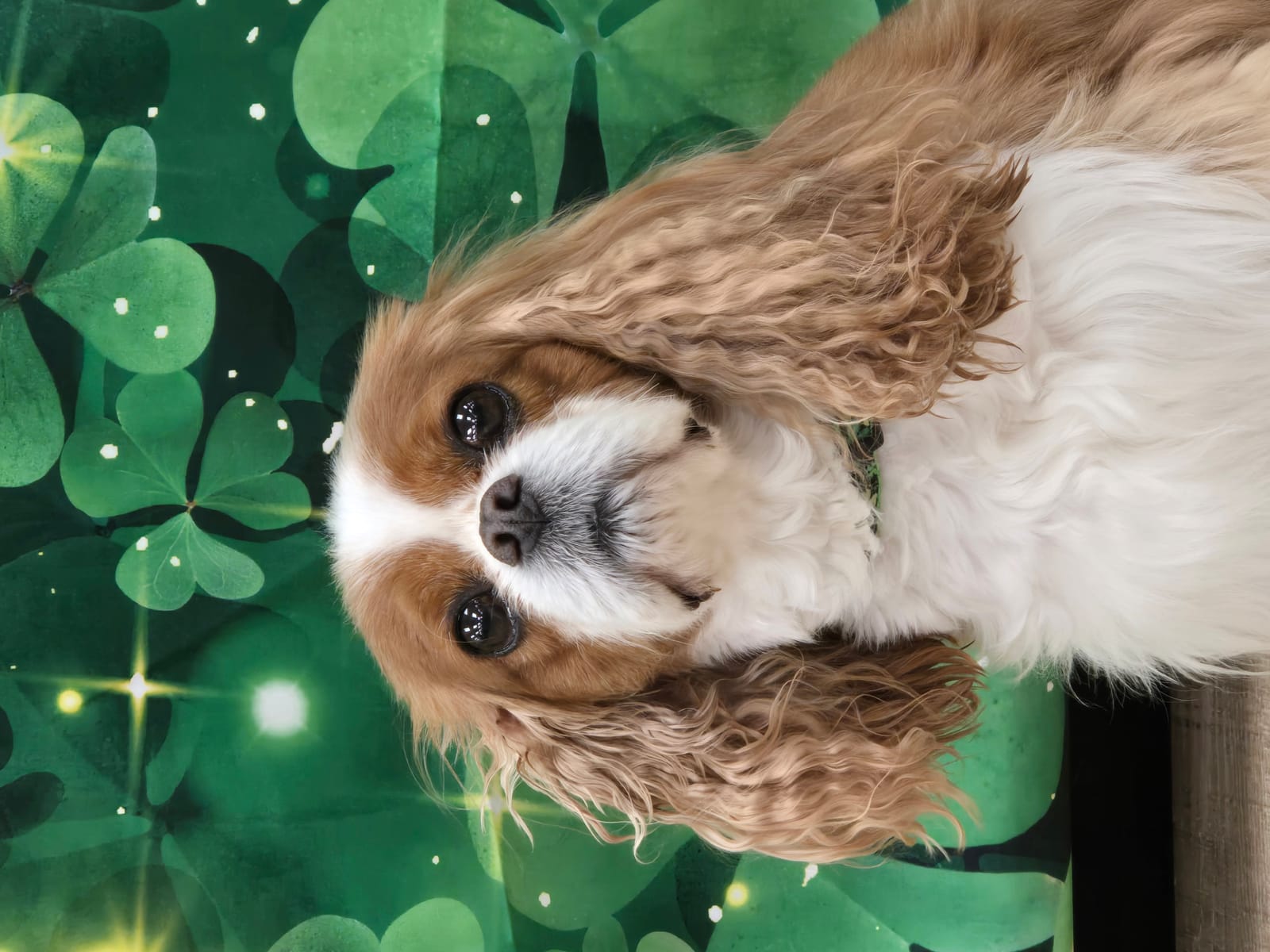 Petspiration Spotlight: Sir Bailey Wigglebottoms