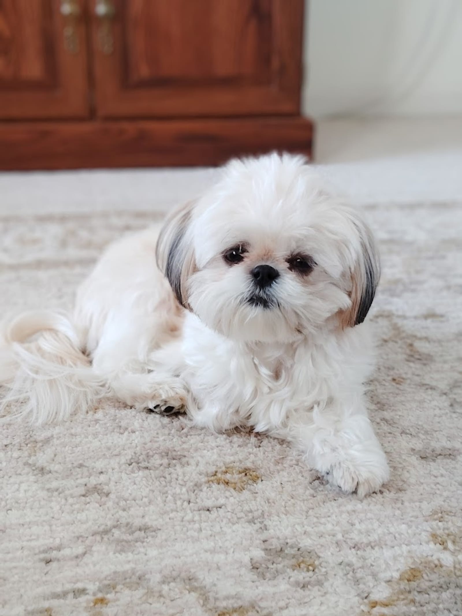 Petspiration Spotlight: Bailie