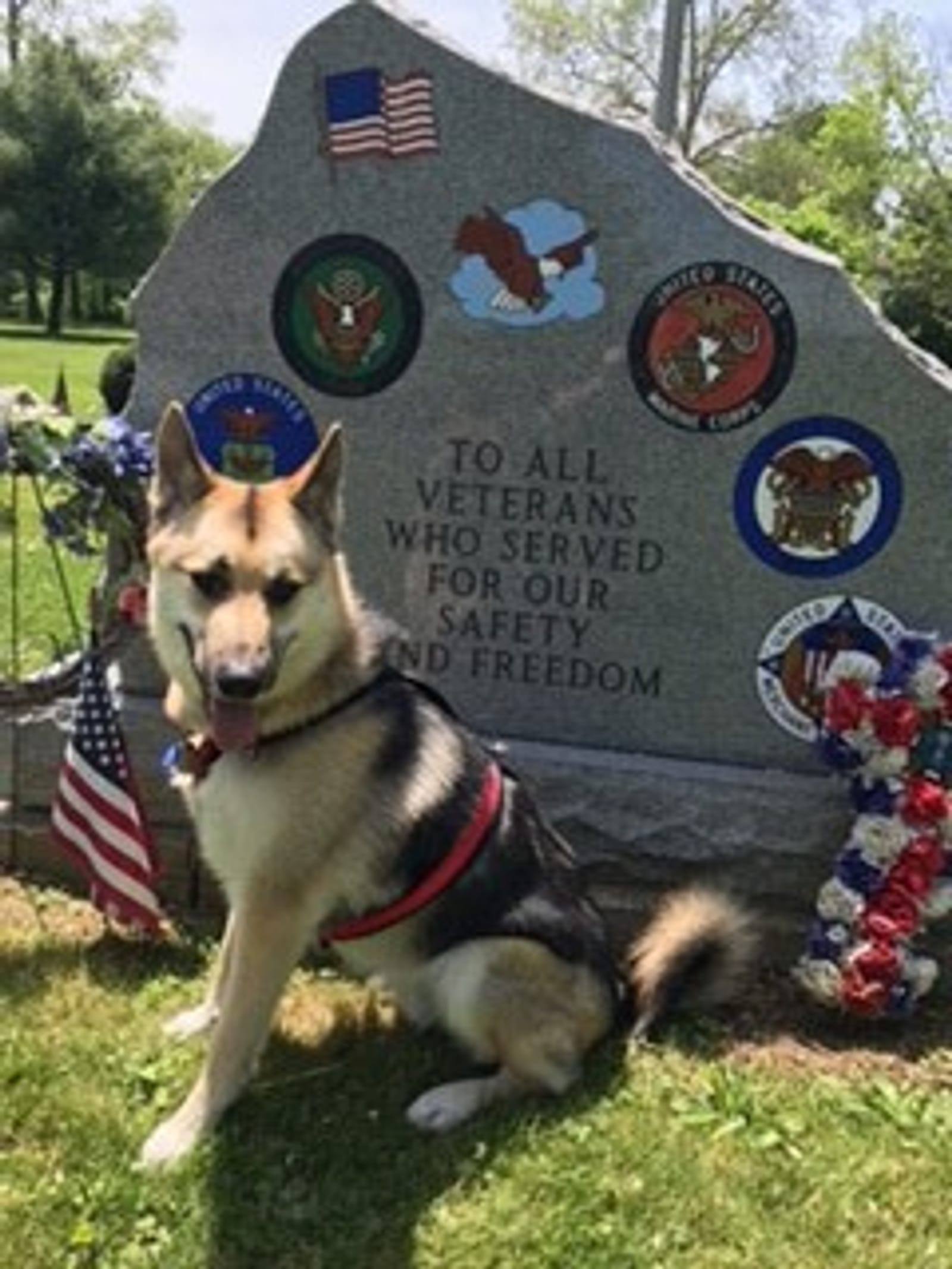Petspiration Spotlight: BALTO