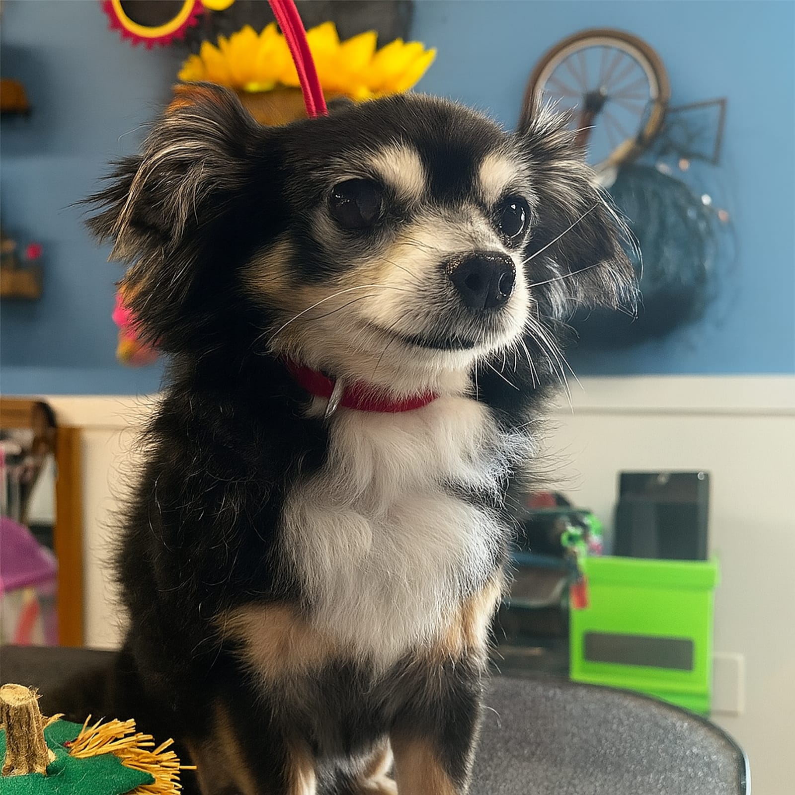 Petspiration Spotlight: Bandit