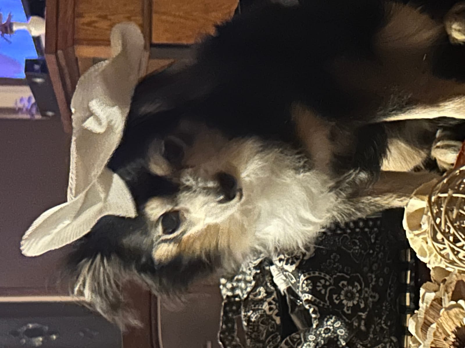 Petspiration Spotlight: Bandit