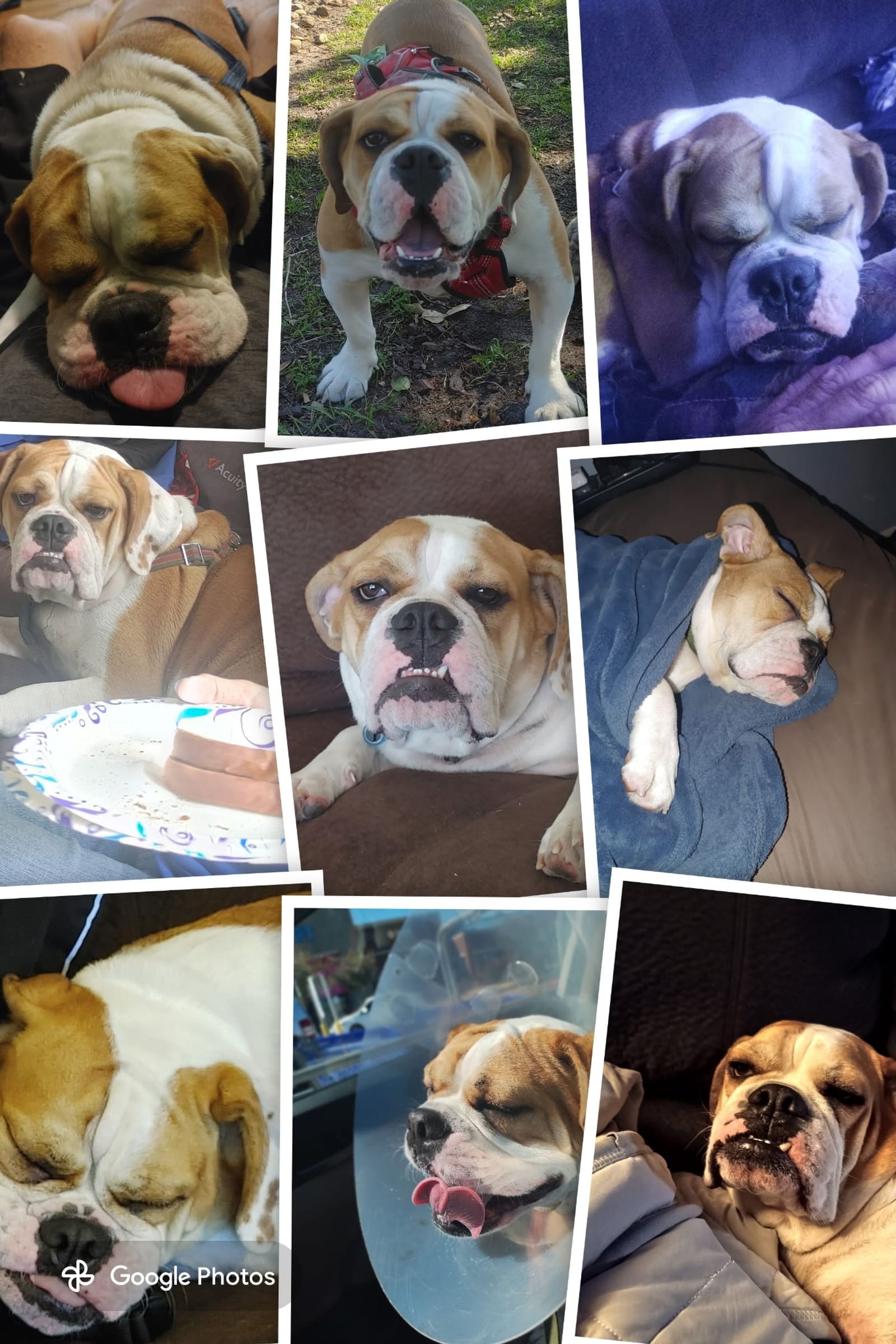 Petspiration Spotlight: Ace Barkchura