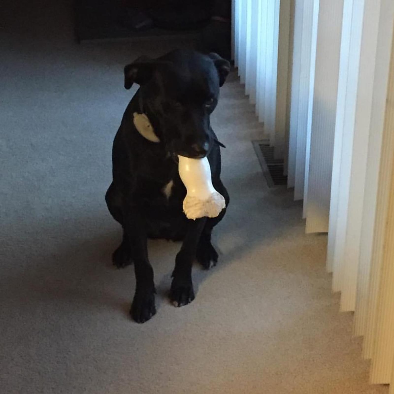 Petspiration Spotlight: Barkley