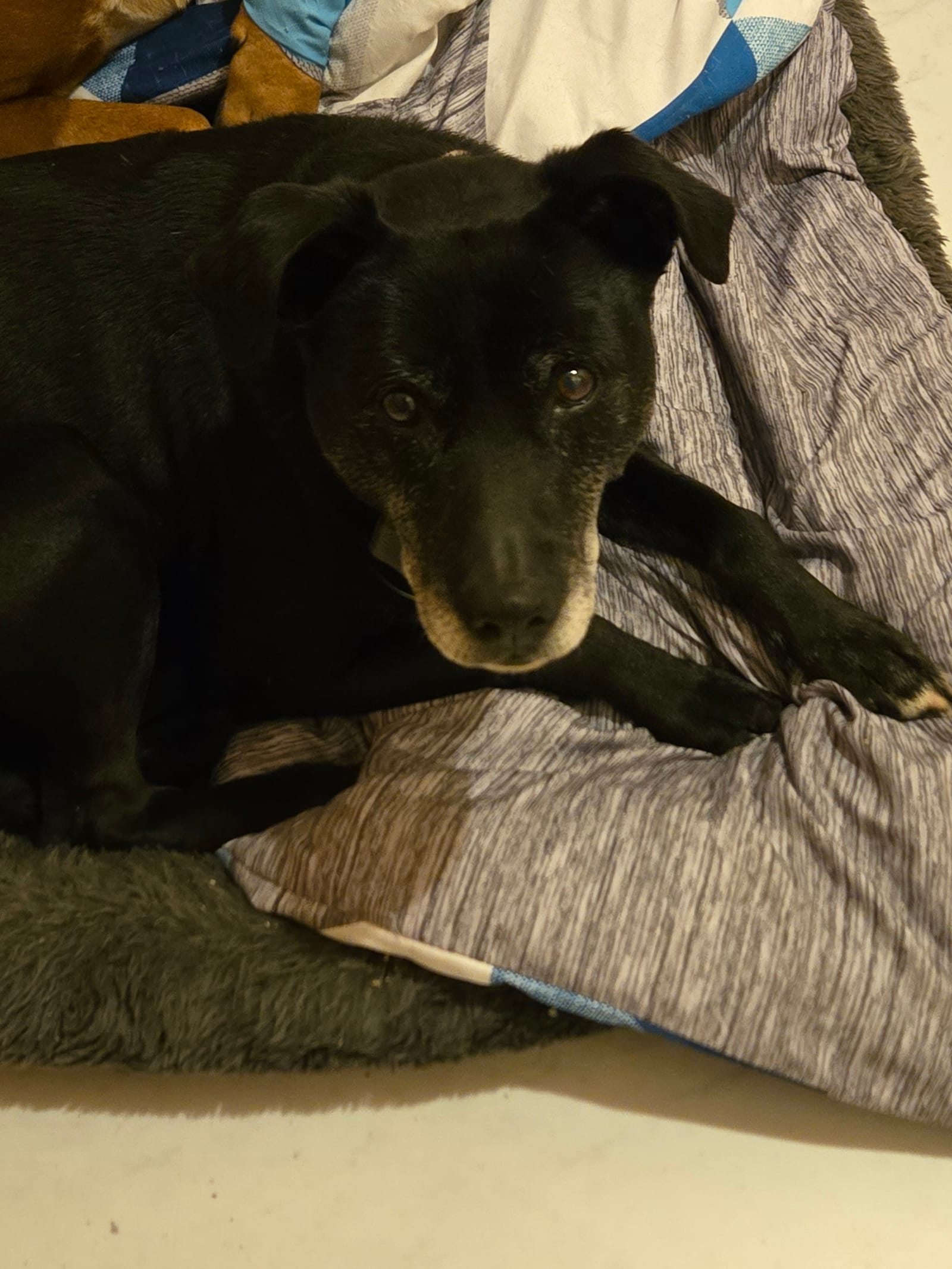Petspiration Spotlight: Barkley