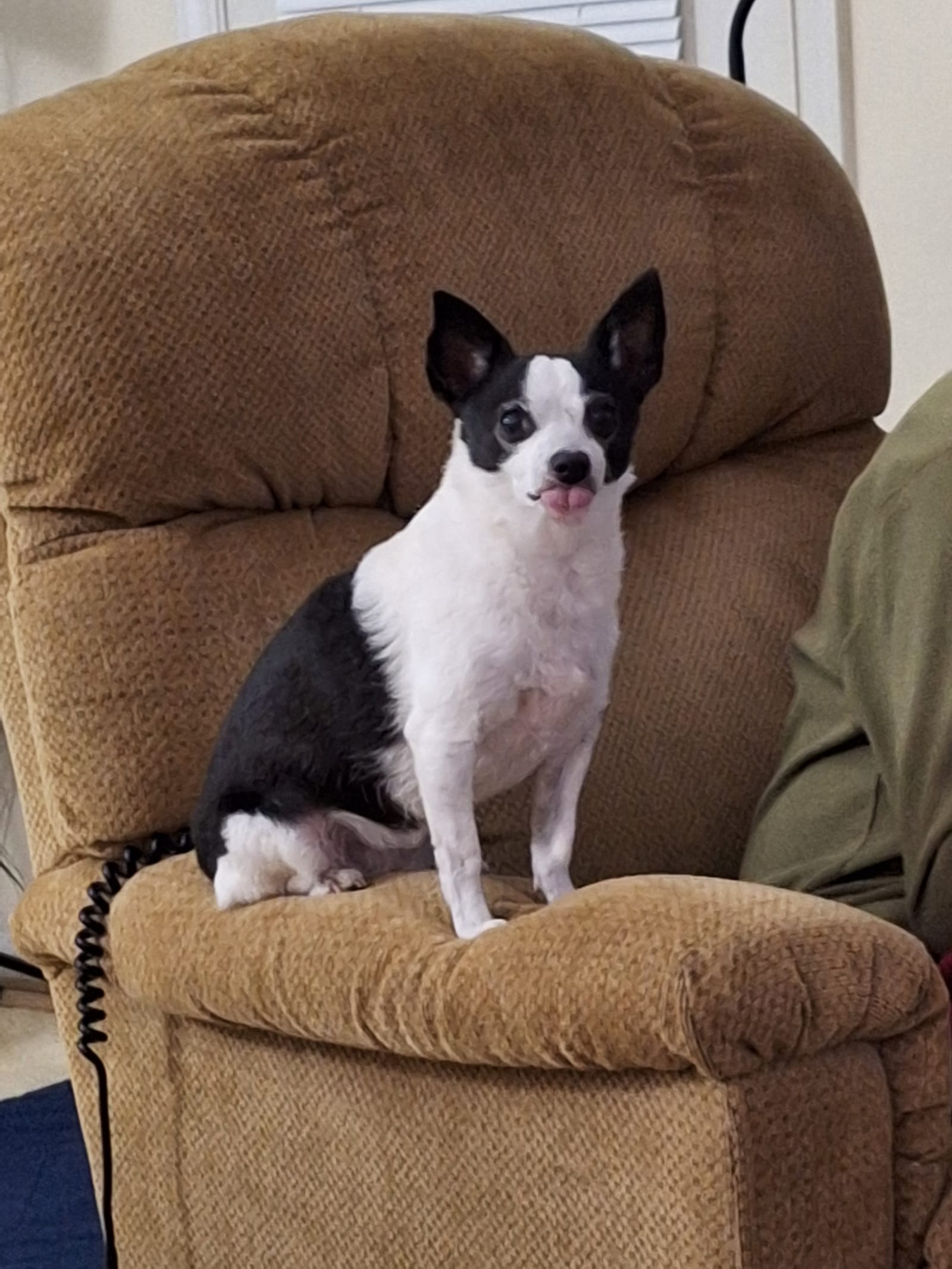 Petspiration Spotlight: Barkley