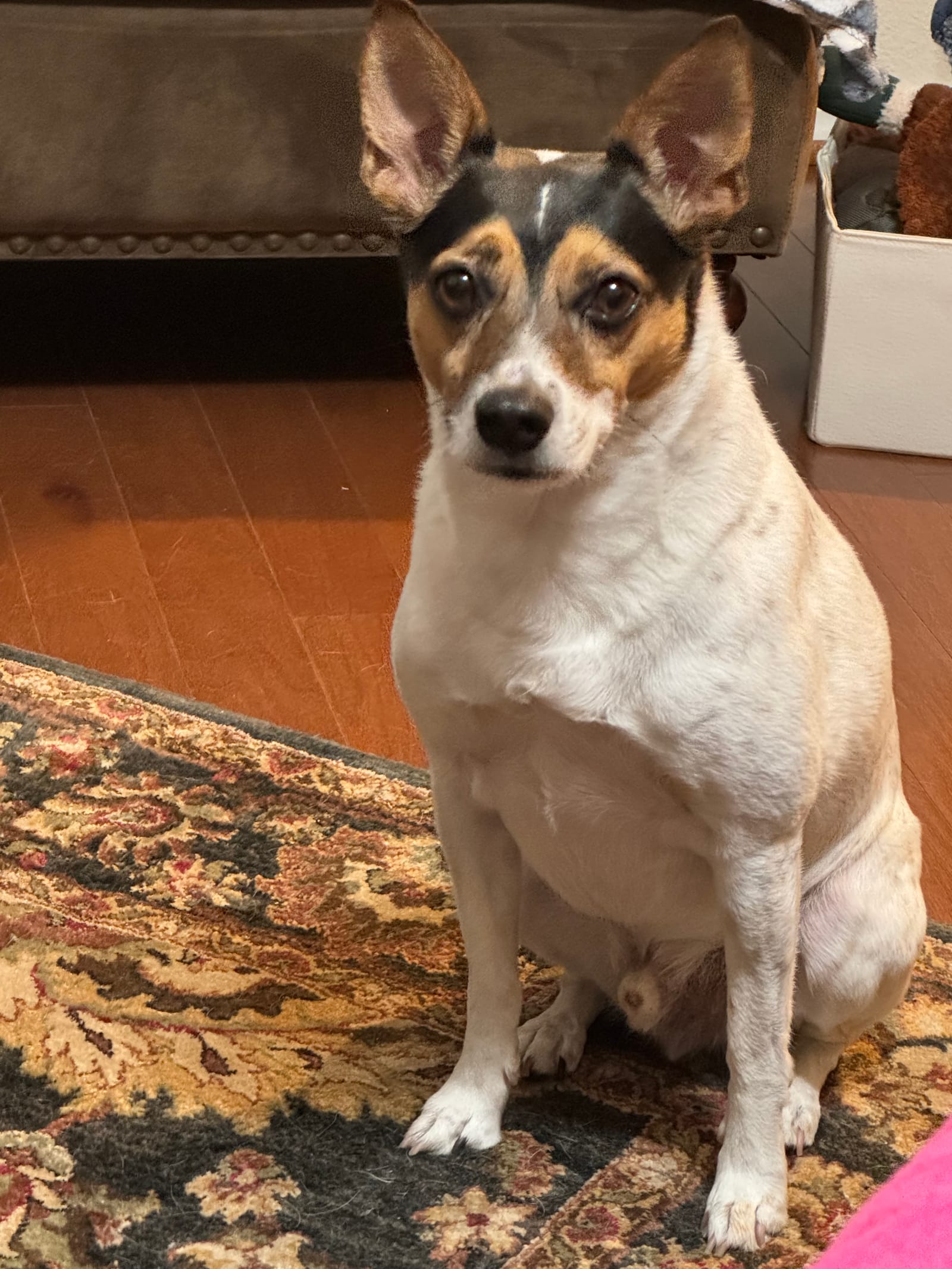 Petspiration Spotlight: Barnaby