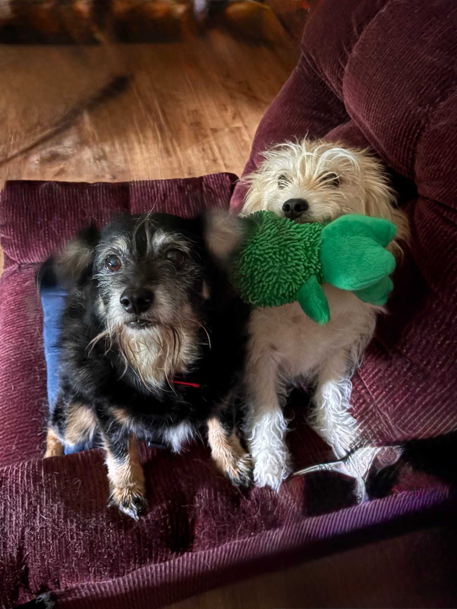 Petspiration Spotlight: Baba and Basil