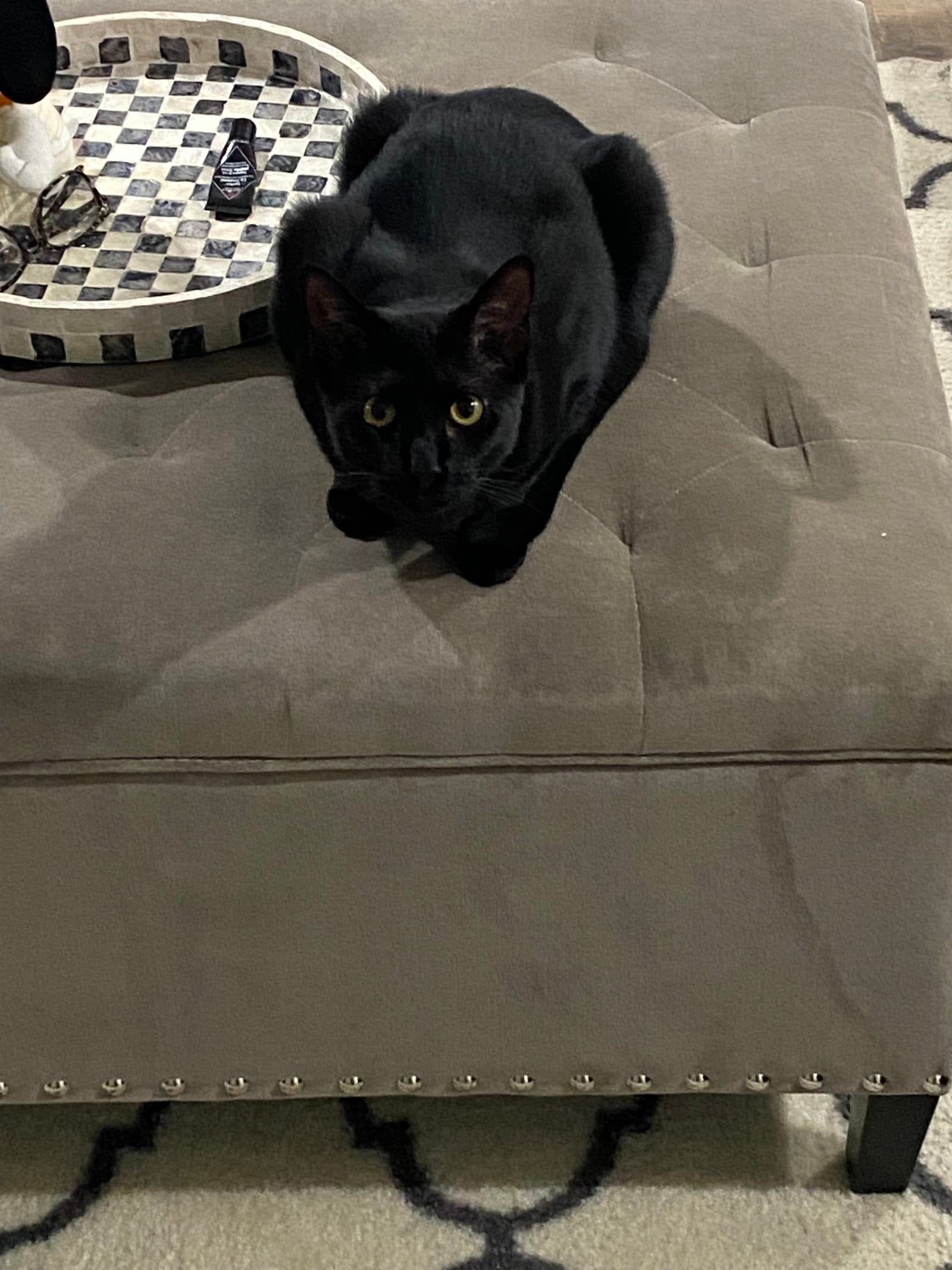 Petspiration Spotlight: Batley