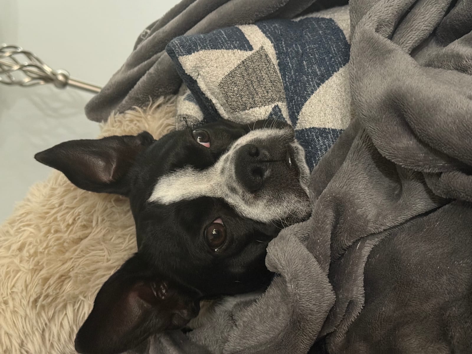 Petspiration Spotlight: BATMAN