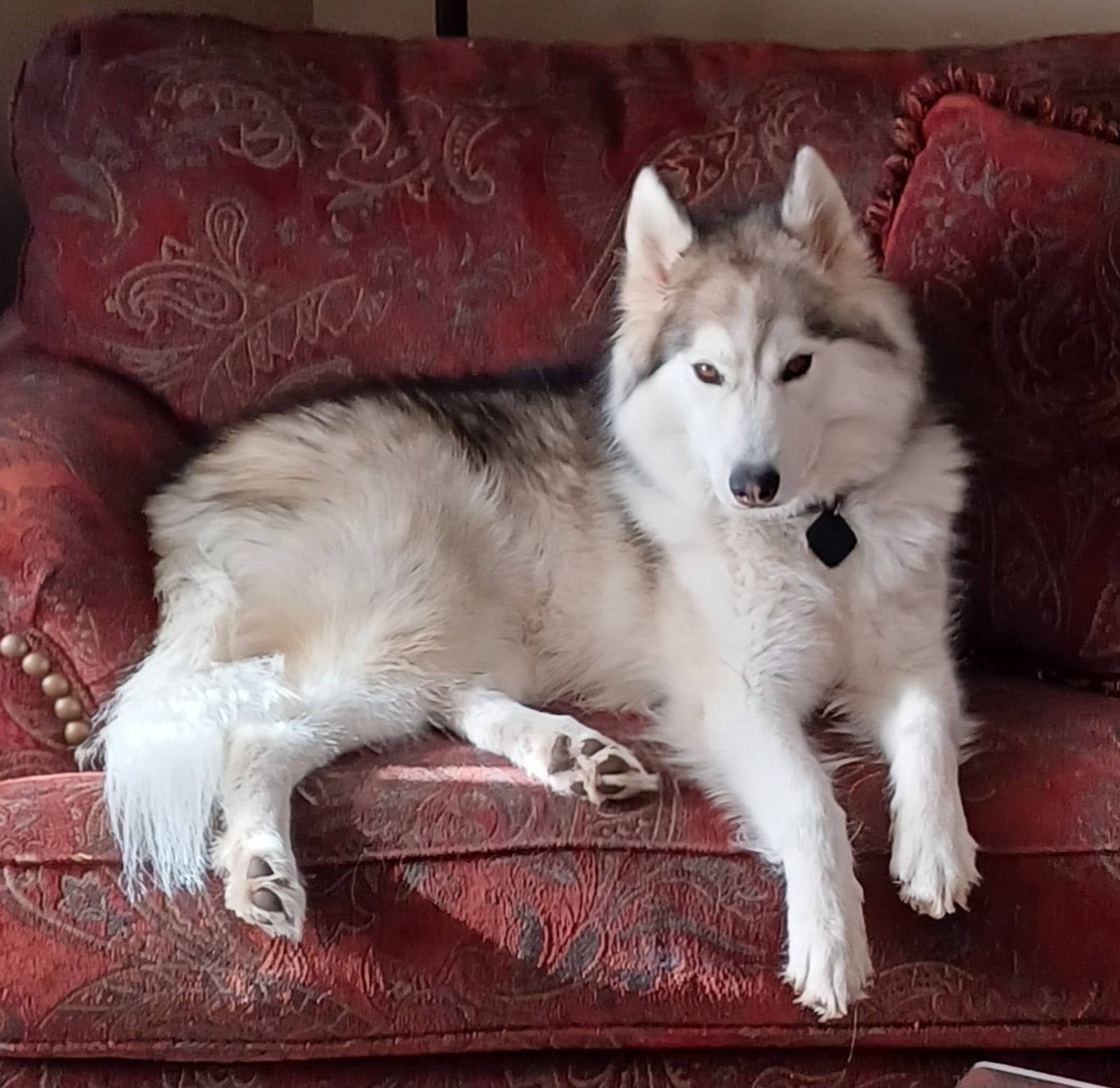 Petspiration Spotlight: Kyah