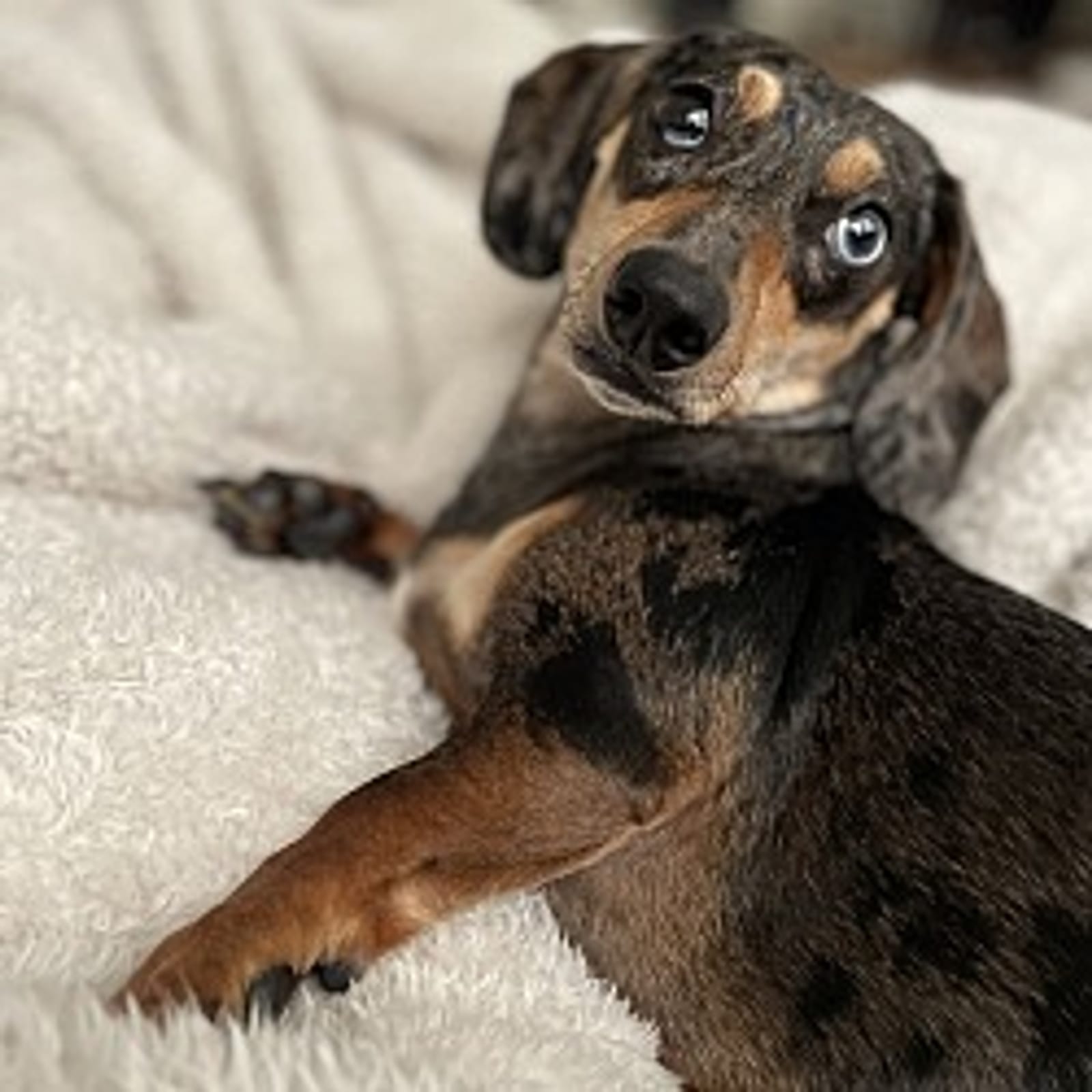 Petspiration Spotlight: Bleu