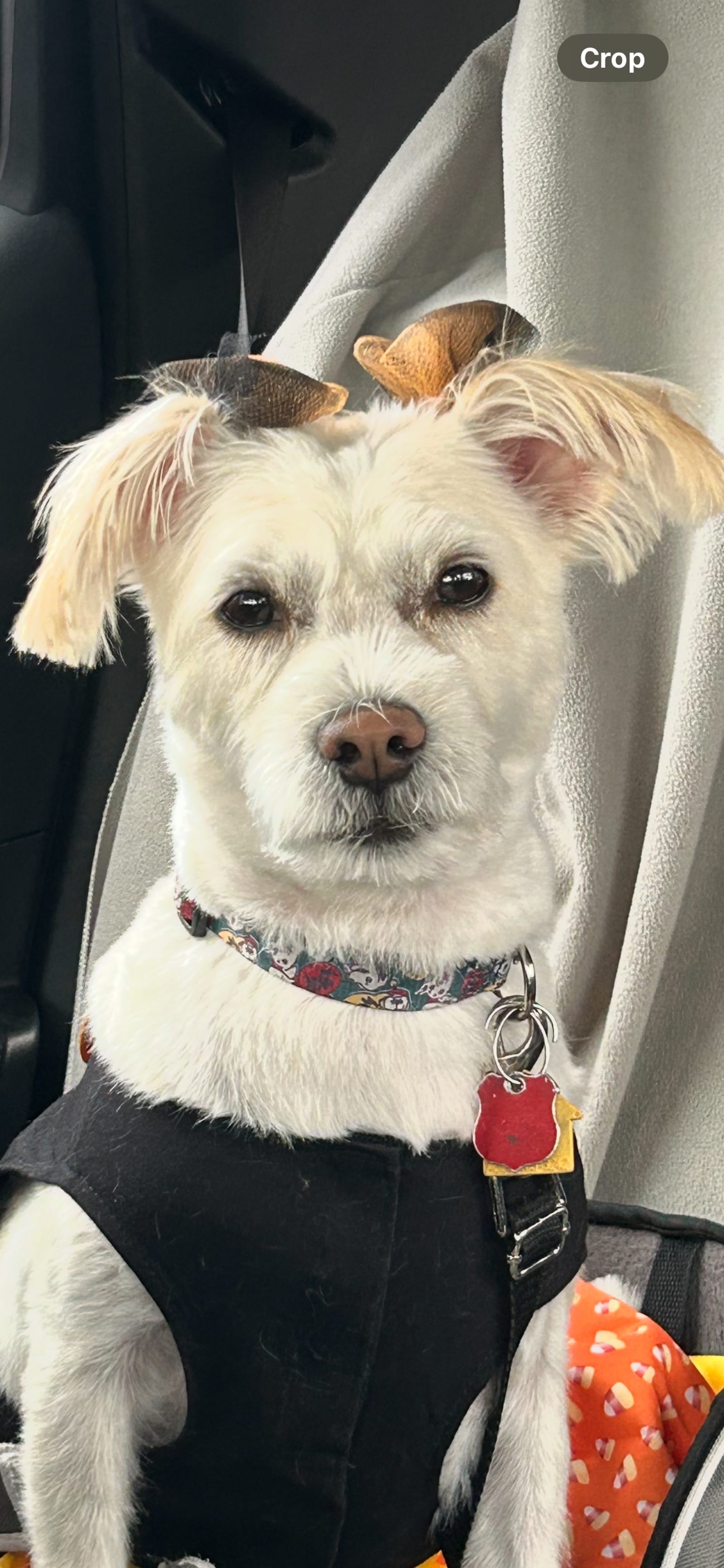 Petspiration Spotlight: Ria