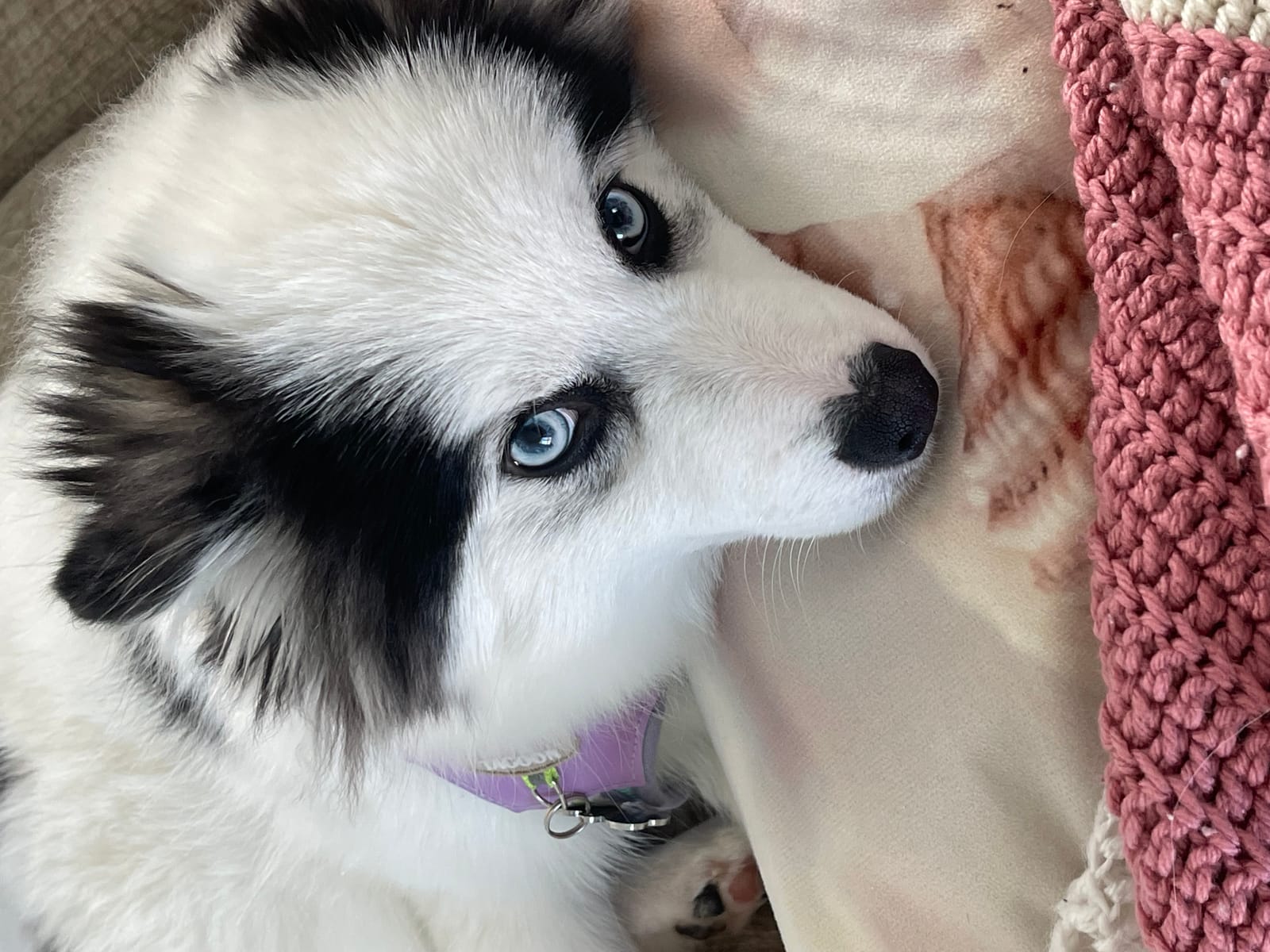 Petspiration Spotlight: Nalu