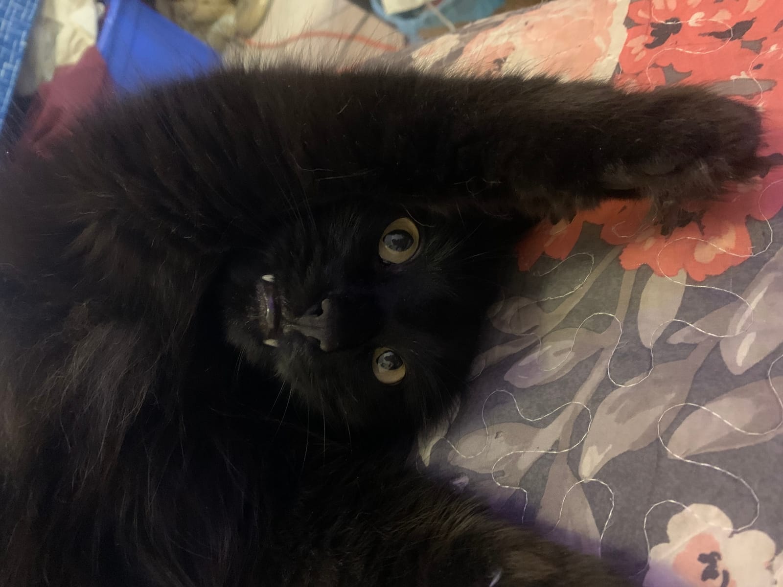 Petspiration Spotlight: Beaker