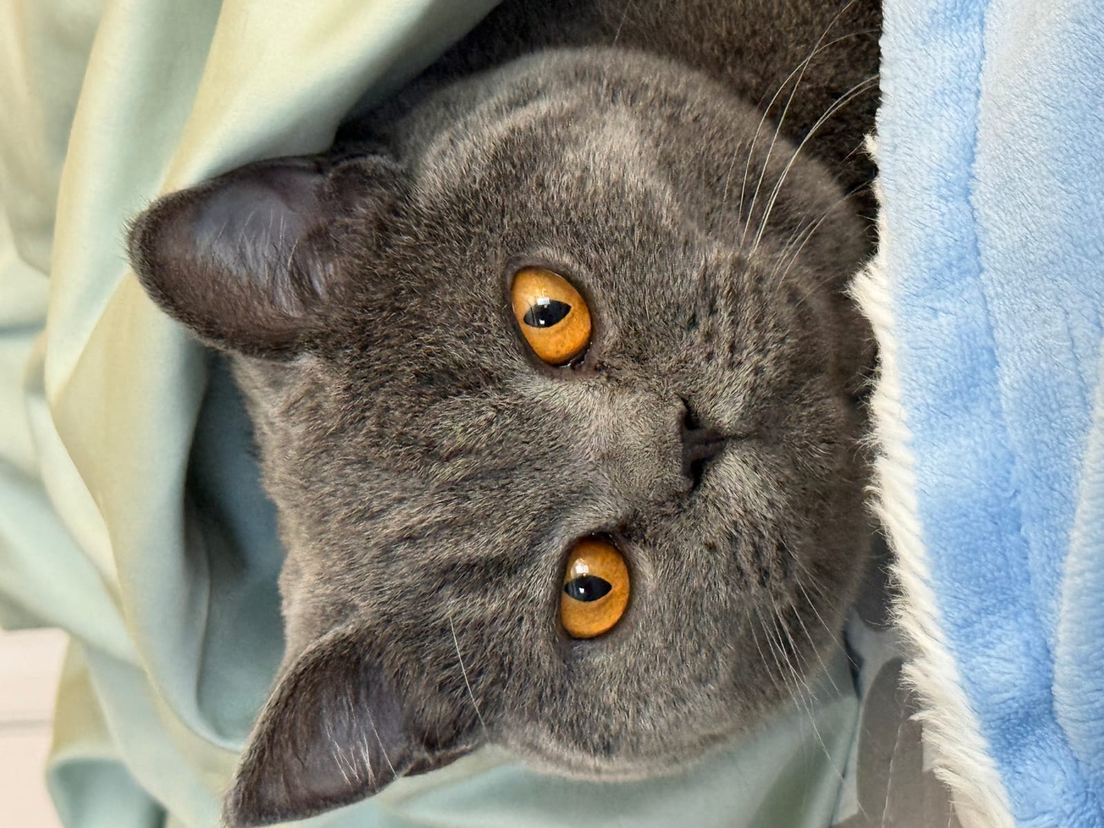 Petspiration Spotlight: Beaujolais