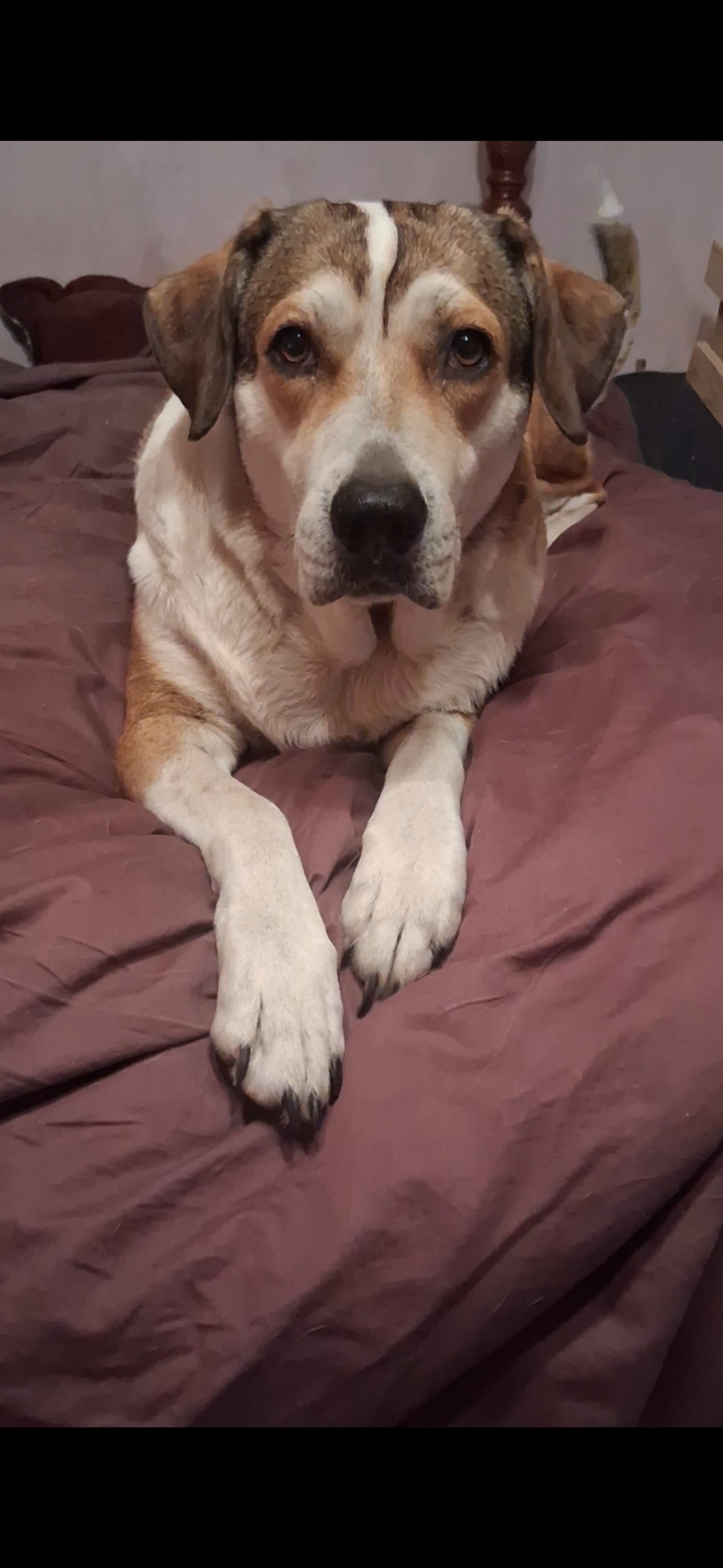 Petspiration Spotlight: Bella