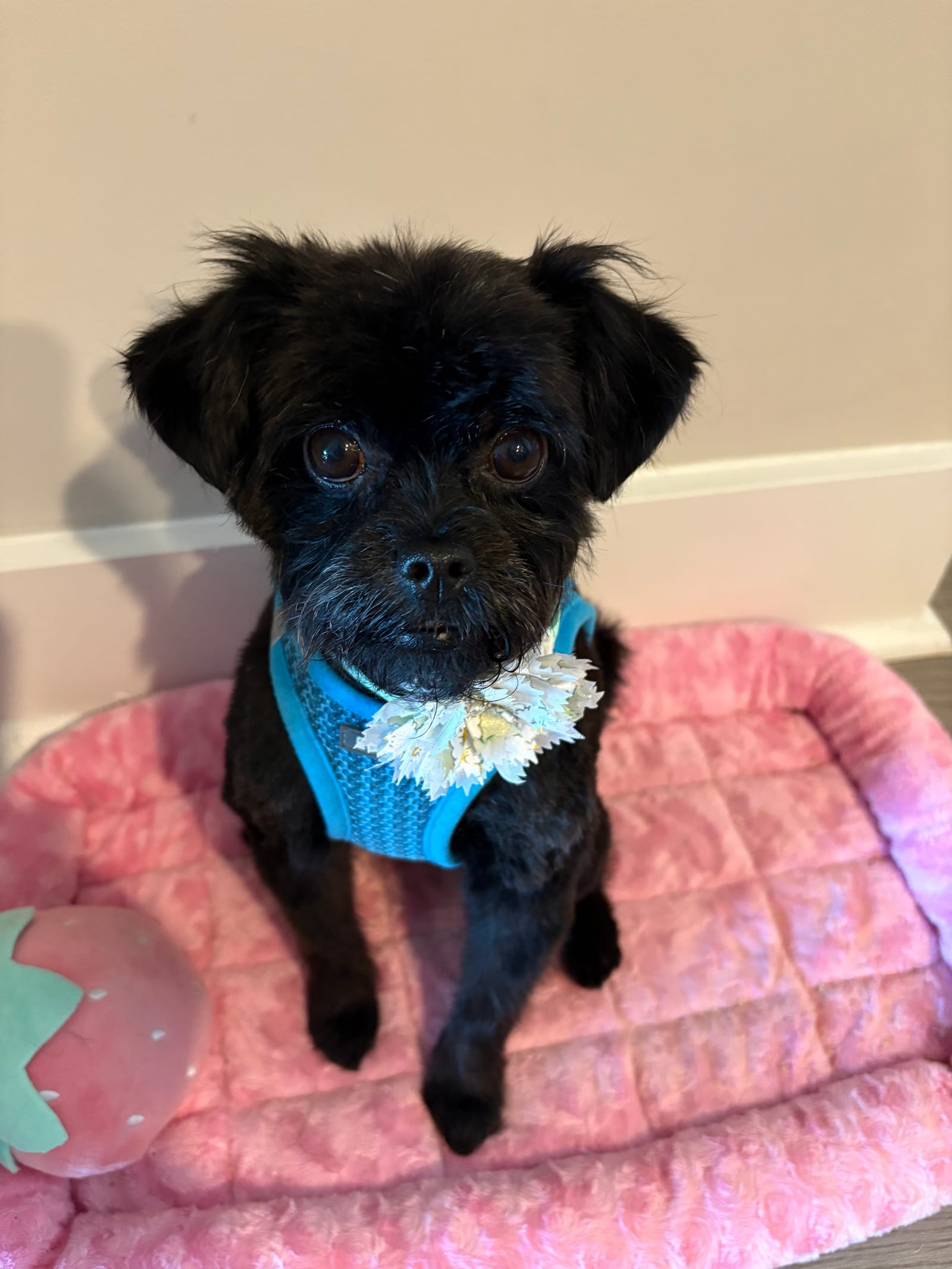 Petspiration Spotlight: Bella