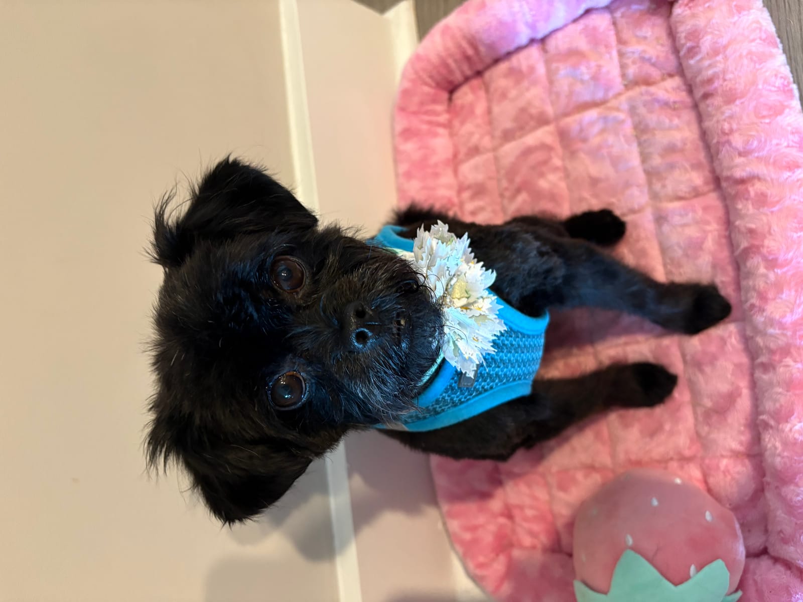 Petspiration Spotlight: Bella