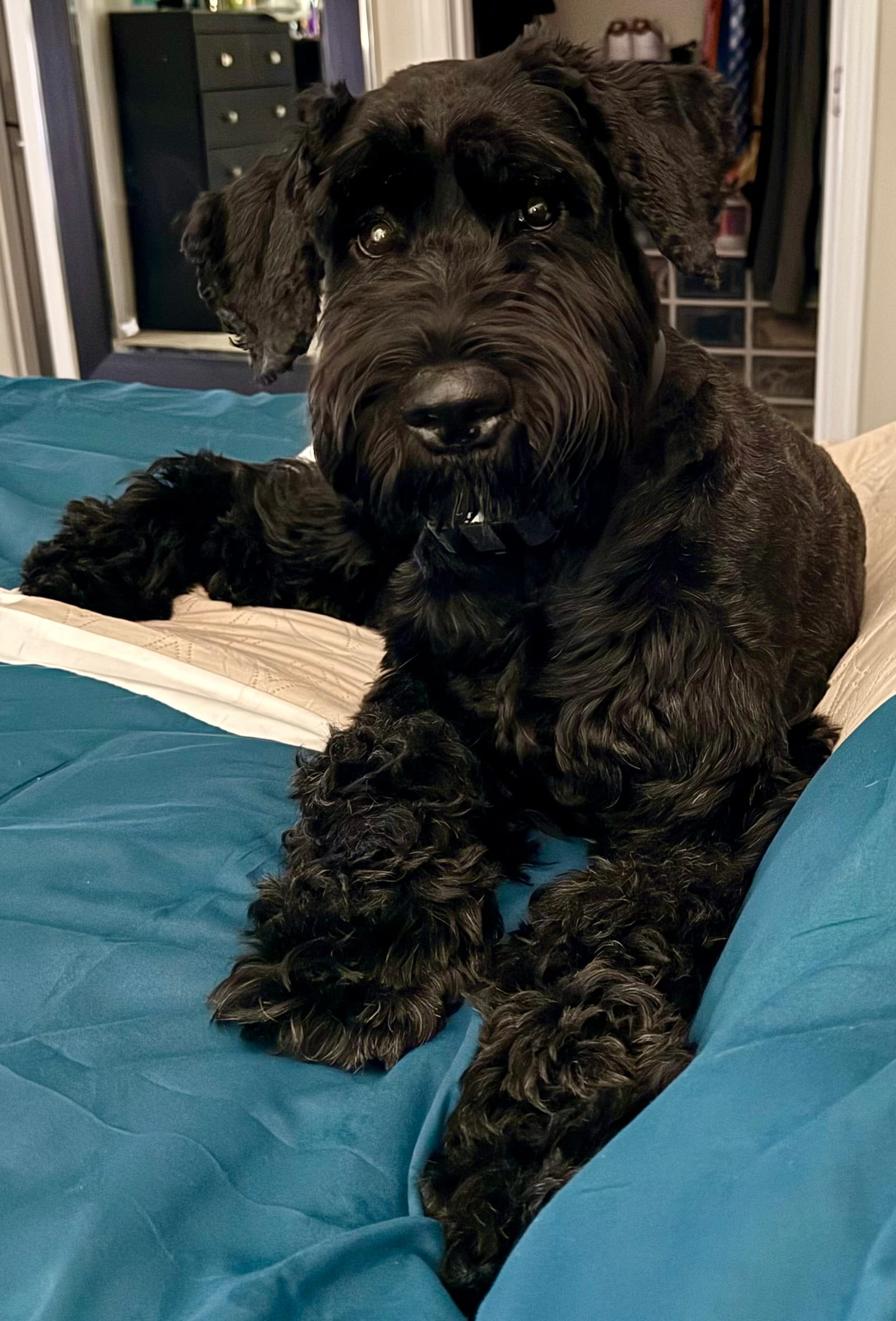 Petspiration Spotlight: Bella