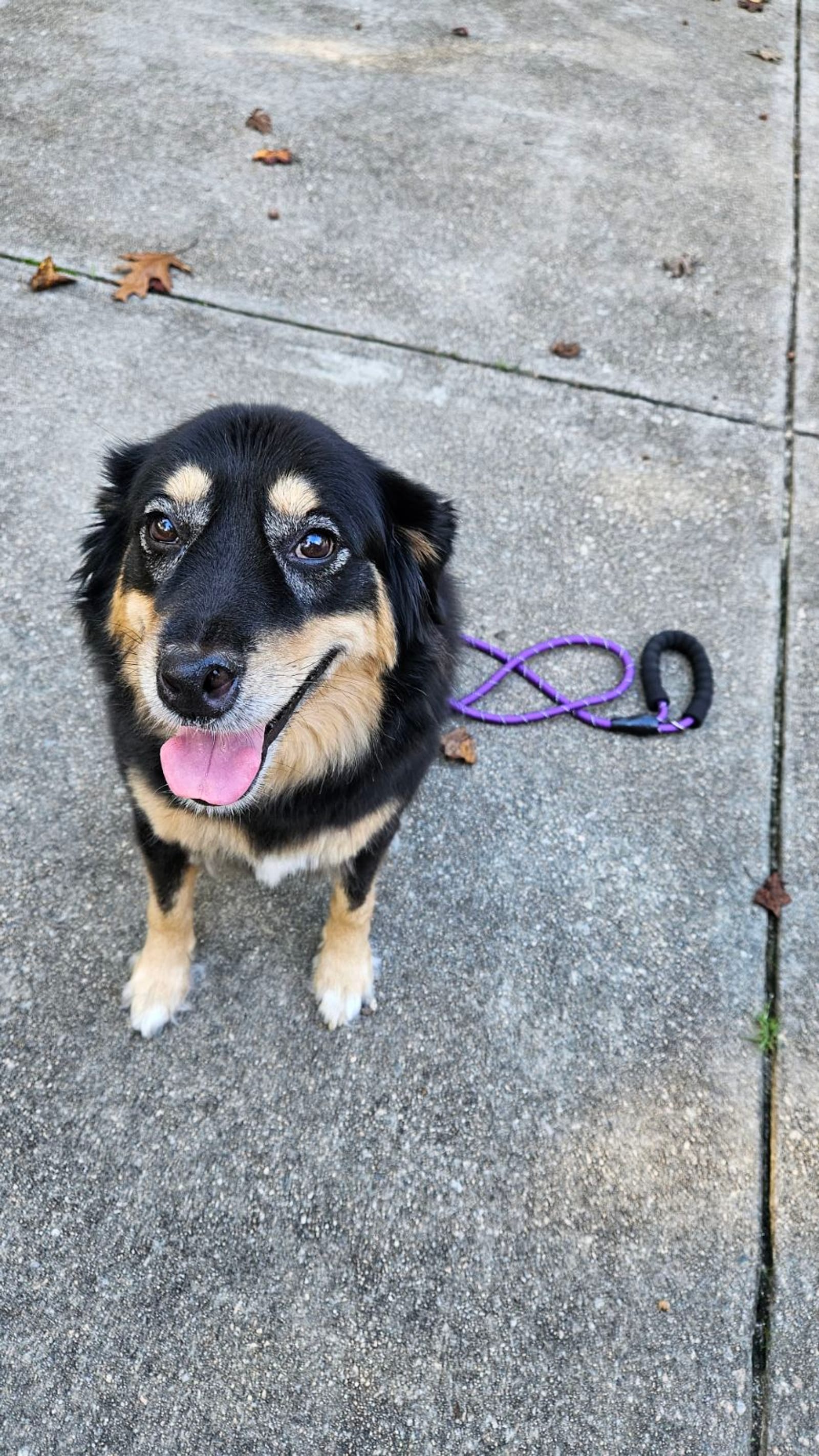 Petspiration Spotlight: Bella