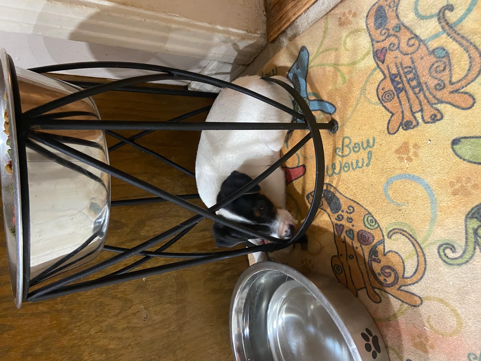 Petspiration Spotlight: Bella