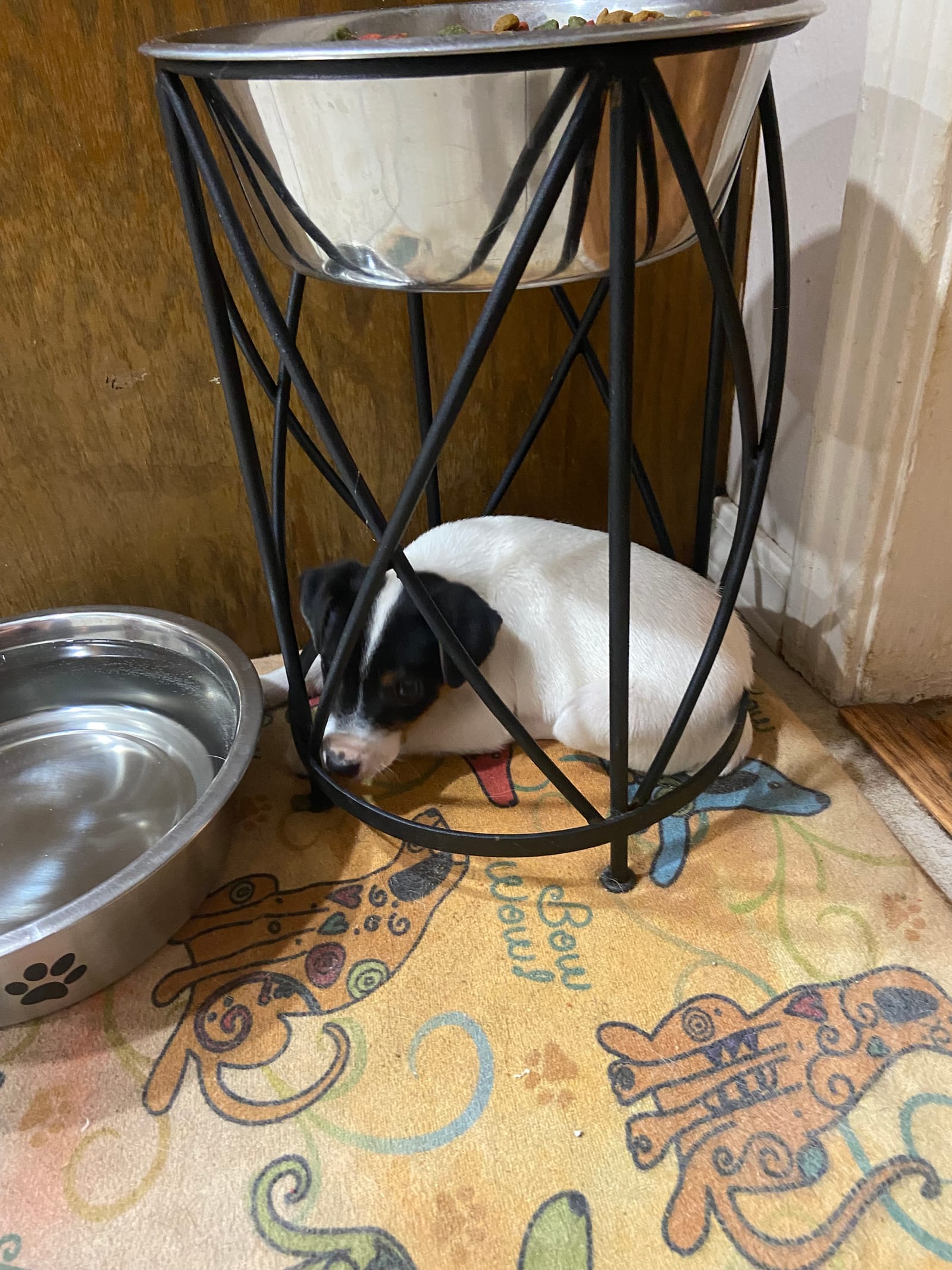 Petspiration Spotlight: Bella