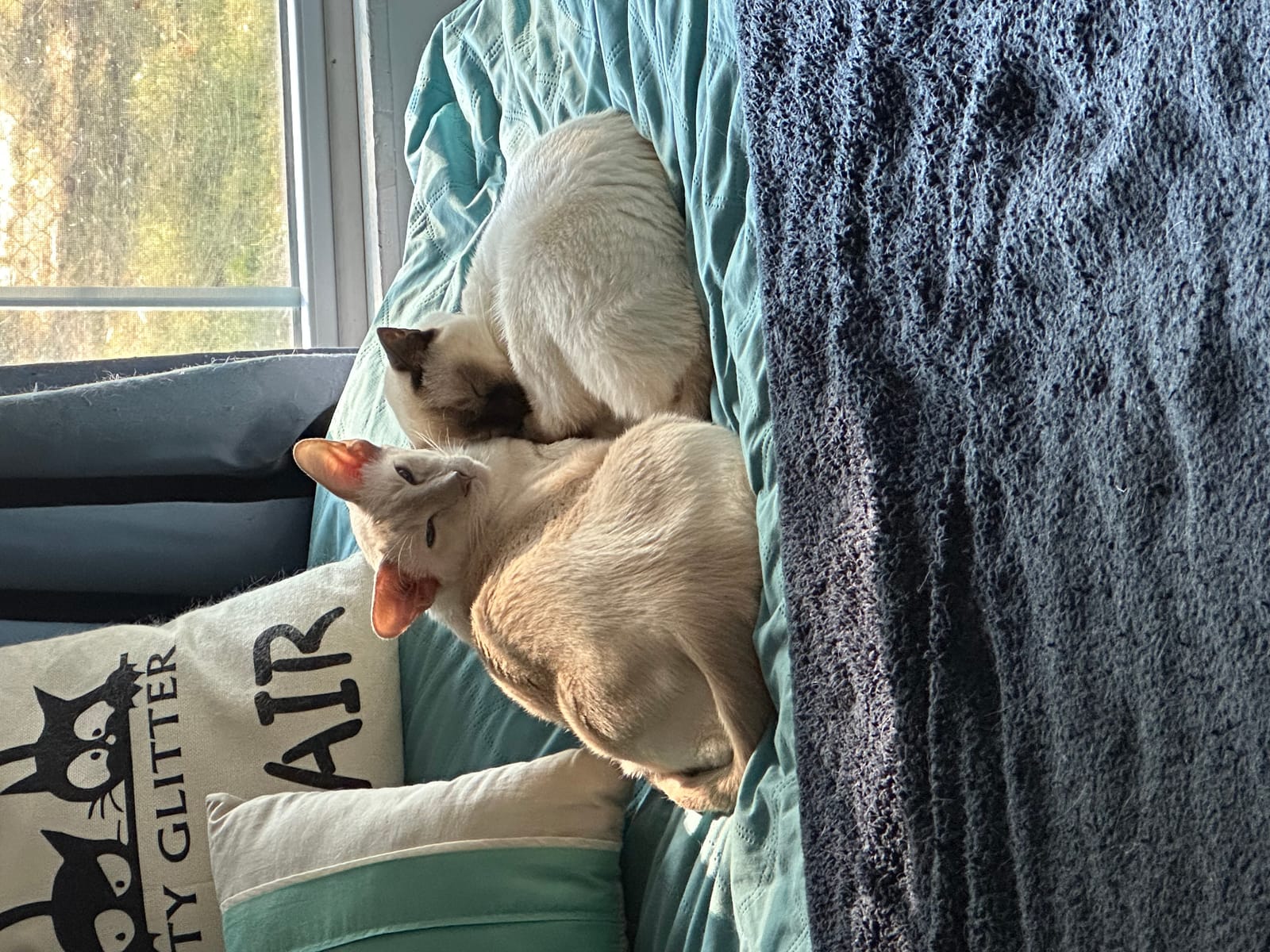 Petspiration Spotlight: Miko and Bella
