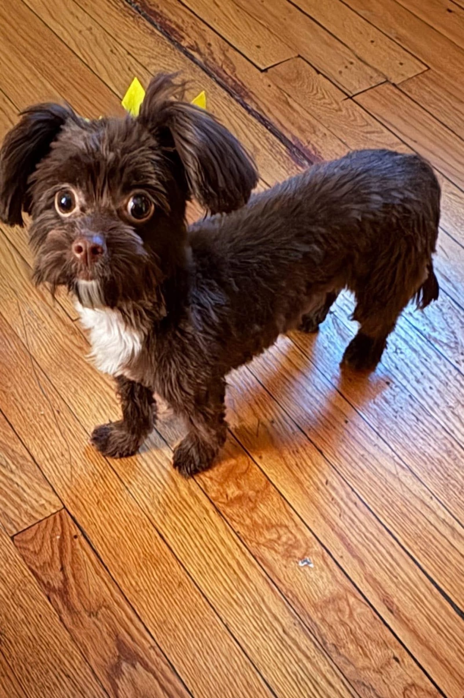 Petspiration Spotlight: Bella