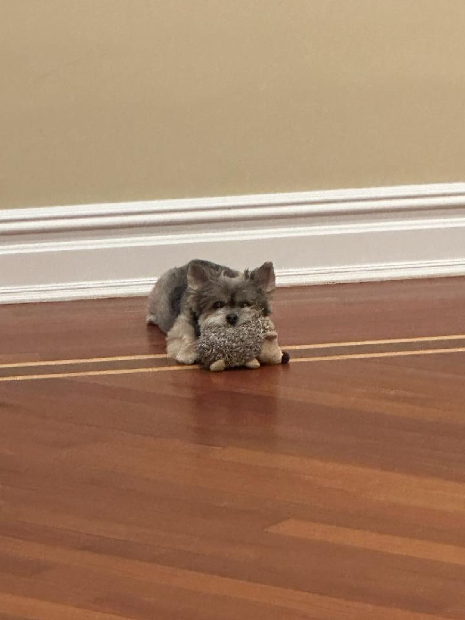 Petspiration Spotlight: Anya Bella