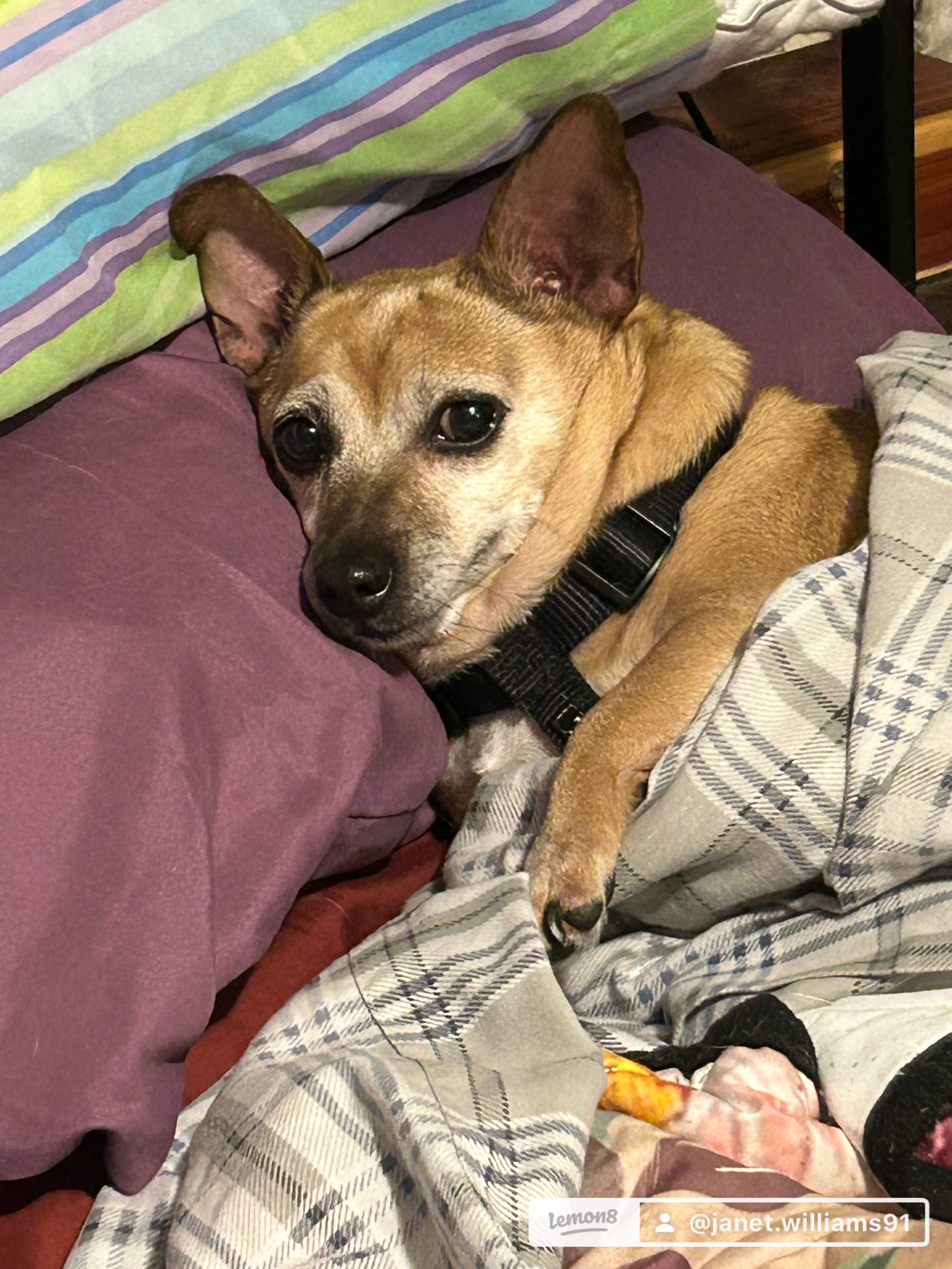 Petspiration Spotlight: Bella Rose