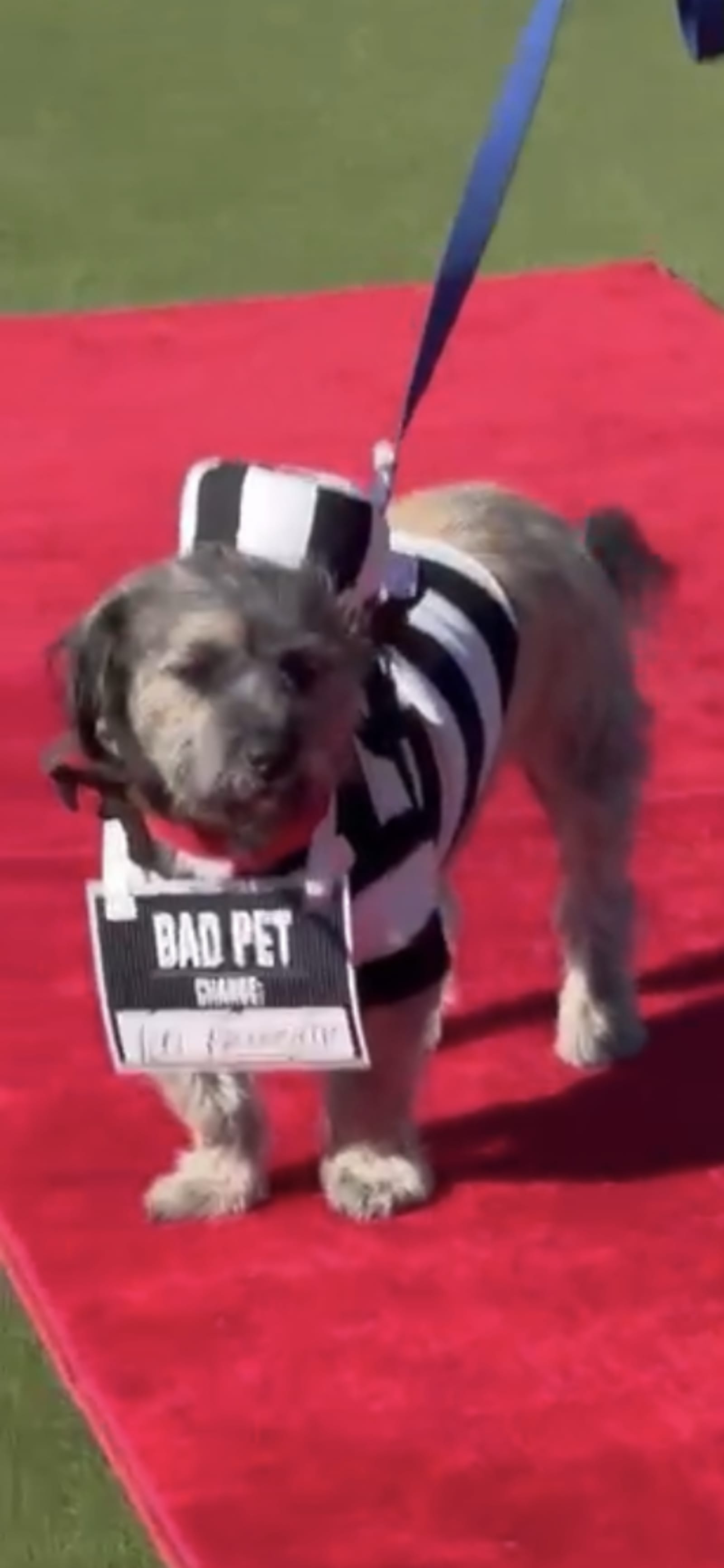 Petspiration Spotlight: benni