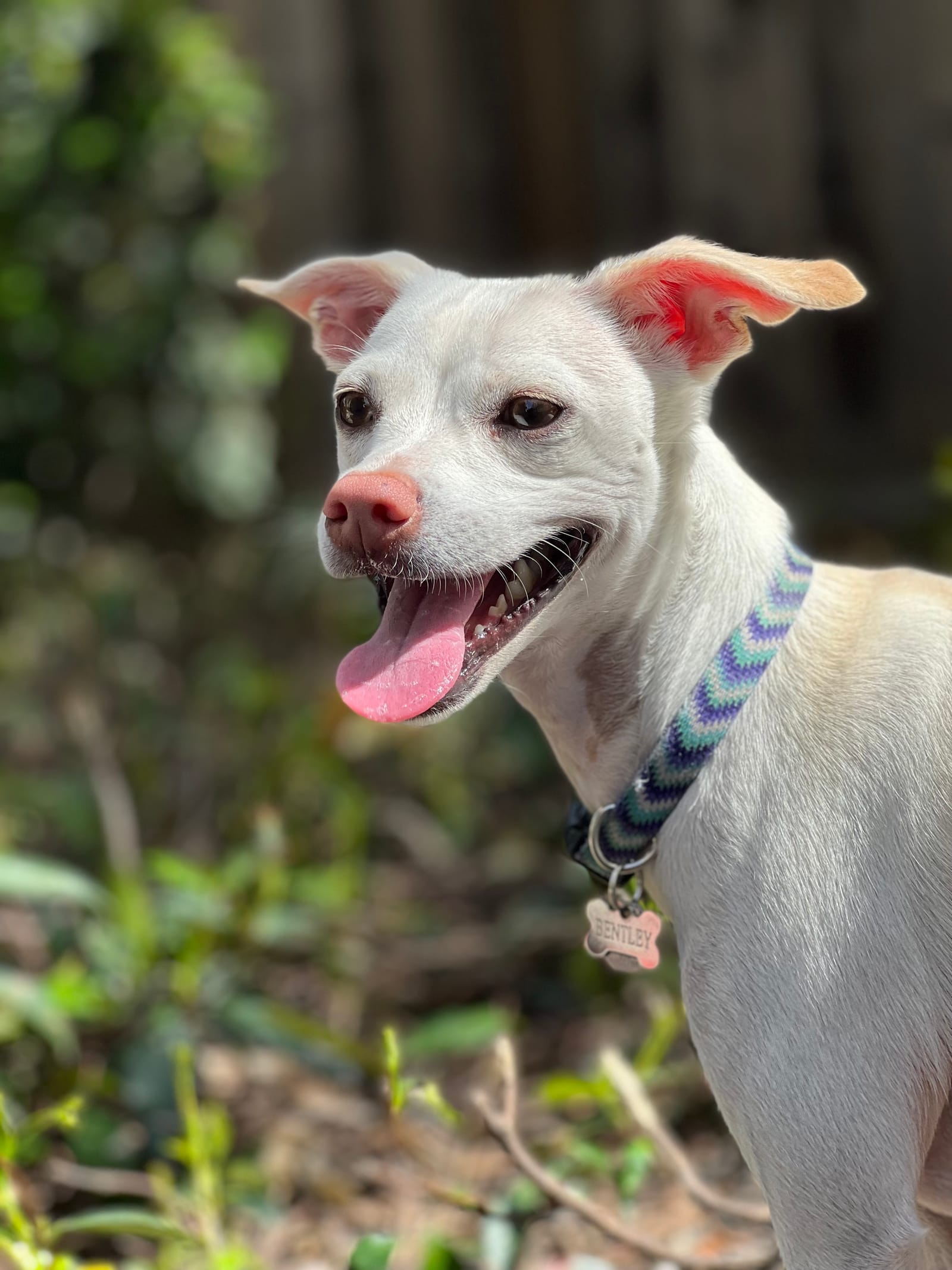 Petspiration Spotlight: Bentley