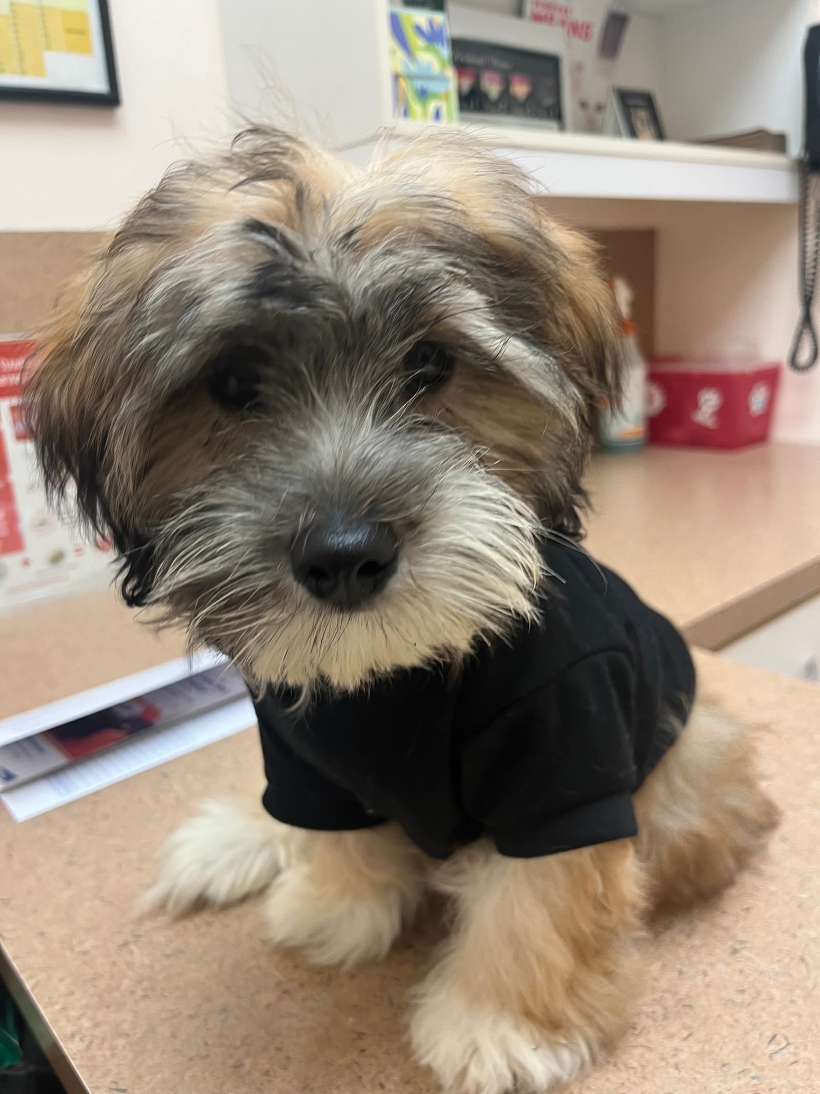 Petspiration Spotlight: Benzo