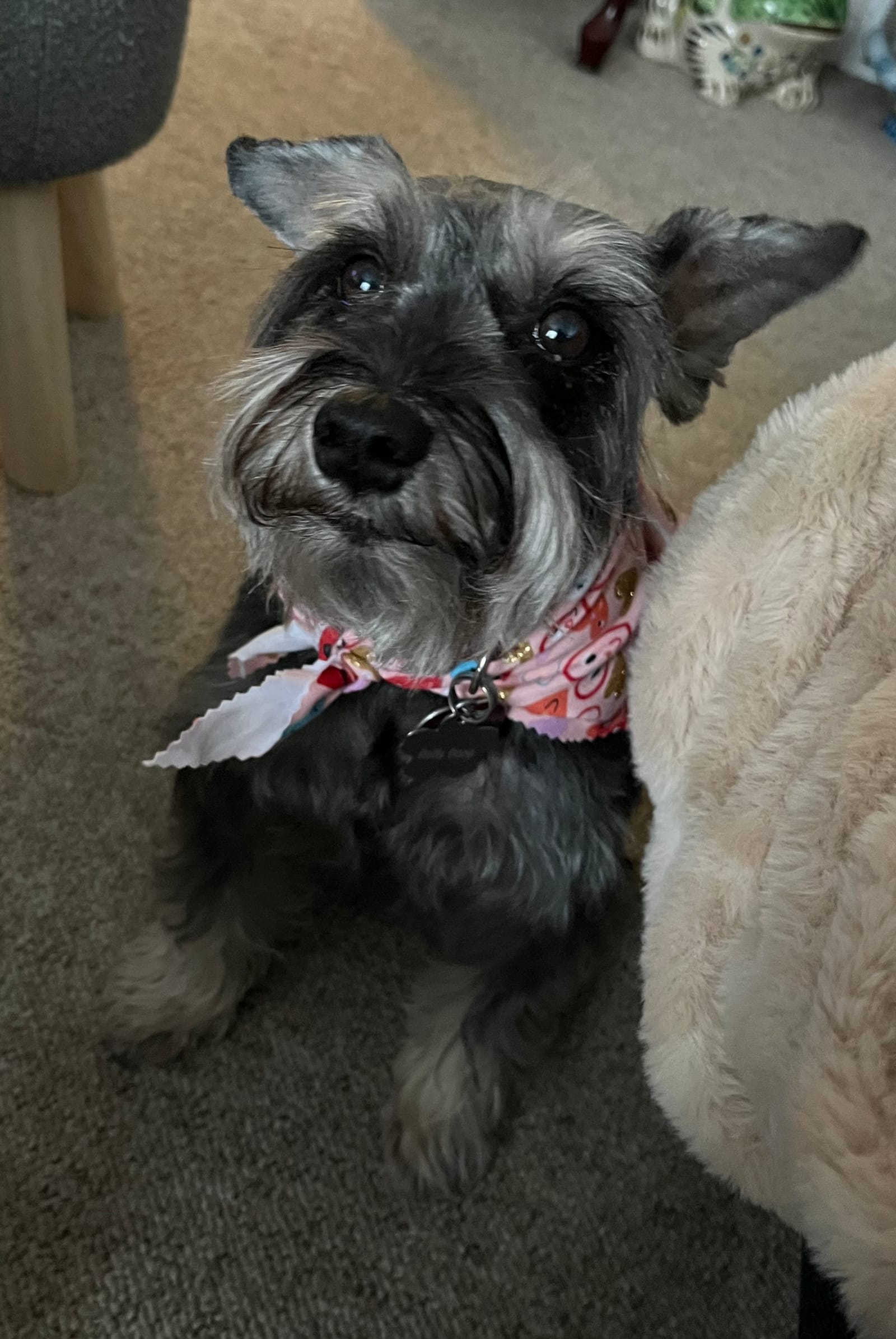 Petspiration Spotlight: Betty Boop