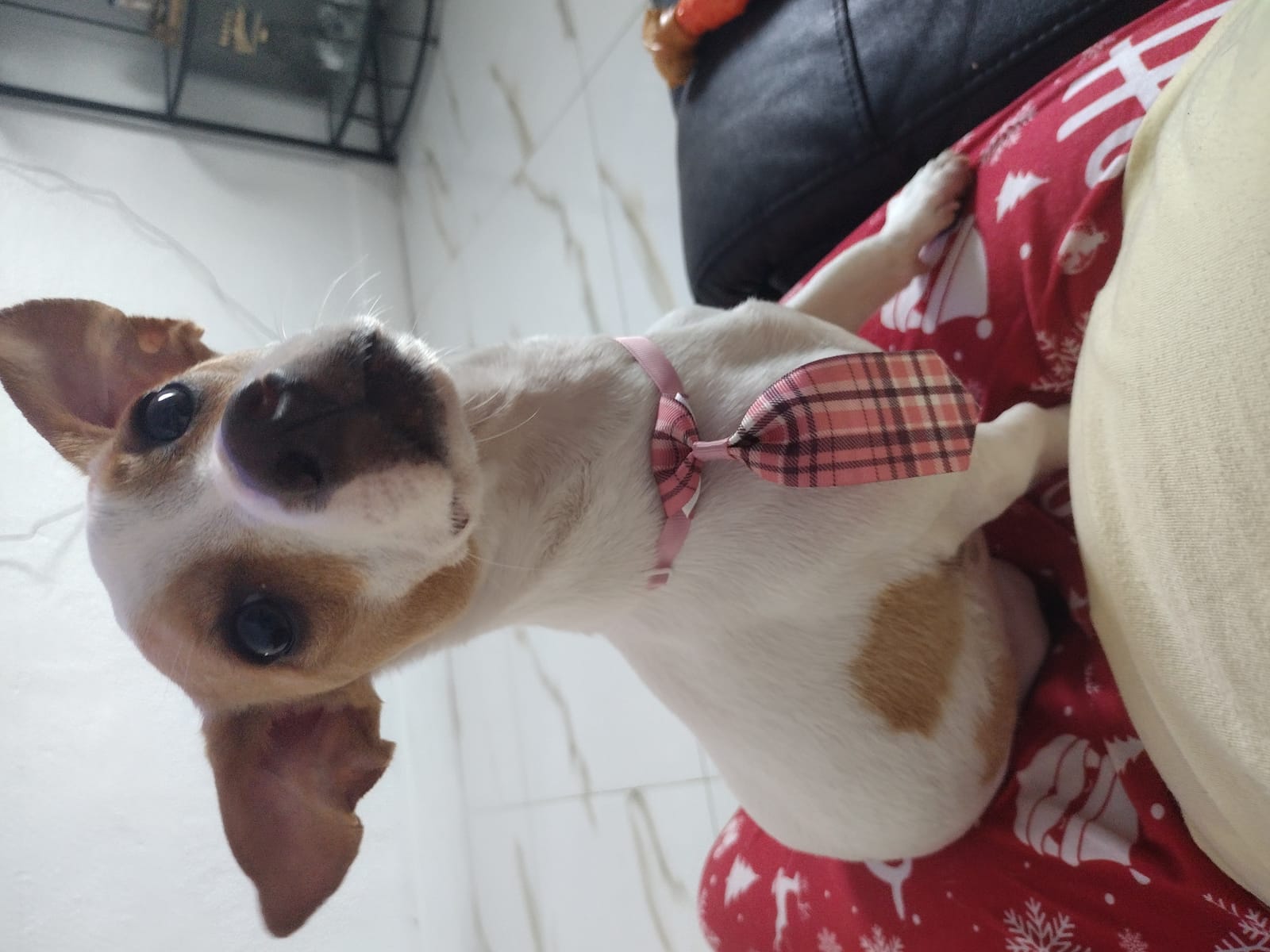 Petspiration Spotlight: Bingo