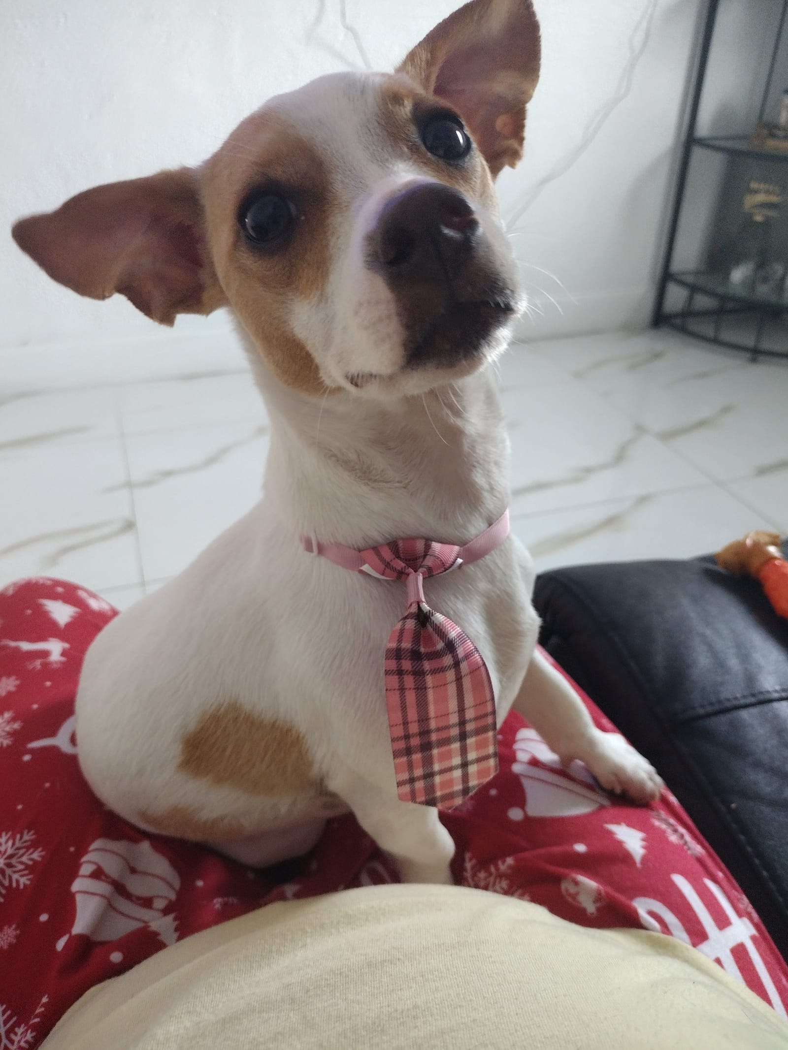 Petspiration Spotlight: Bingo