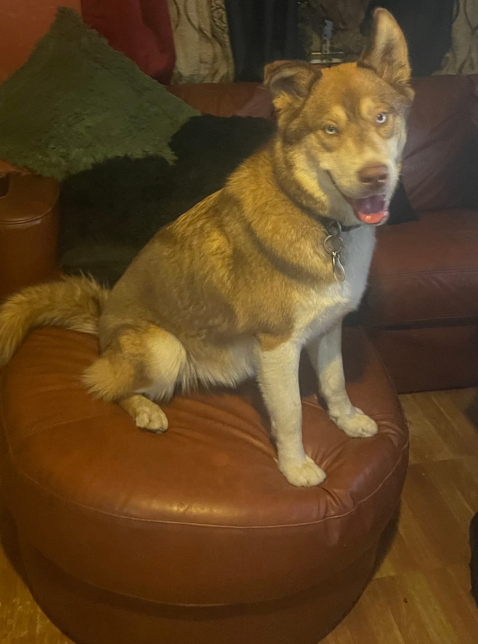 Petspiration Spotlight: Blayze