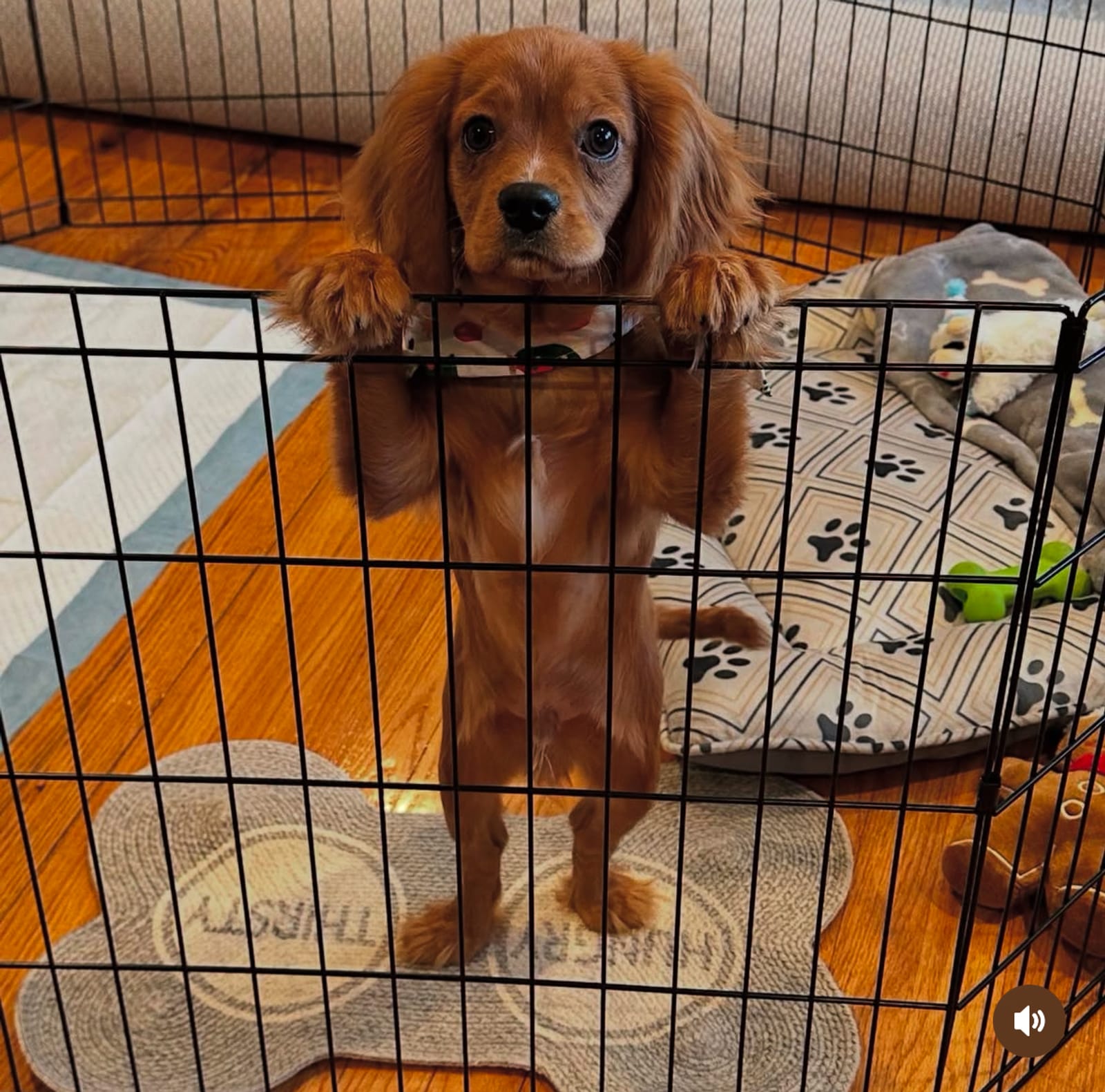 Petspiration Spotlight: Blaze