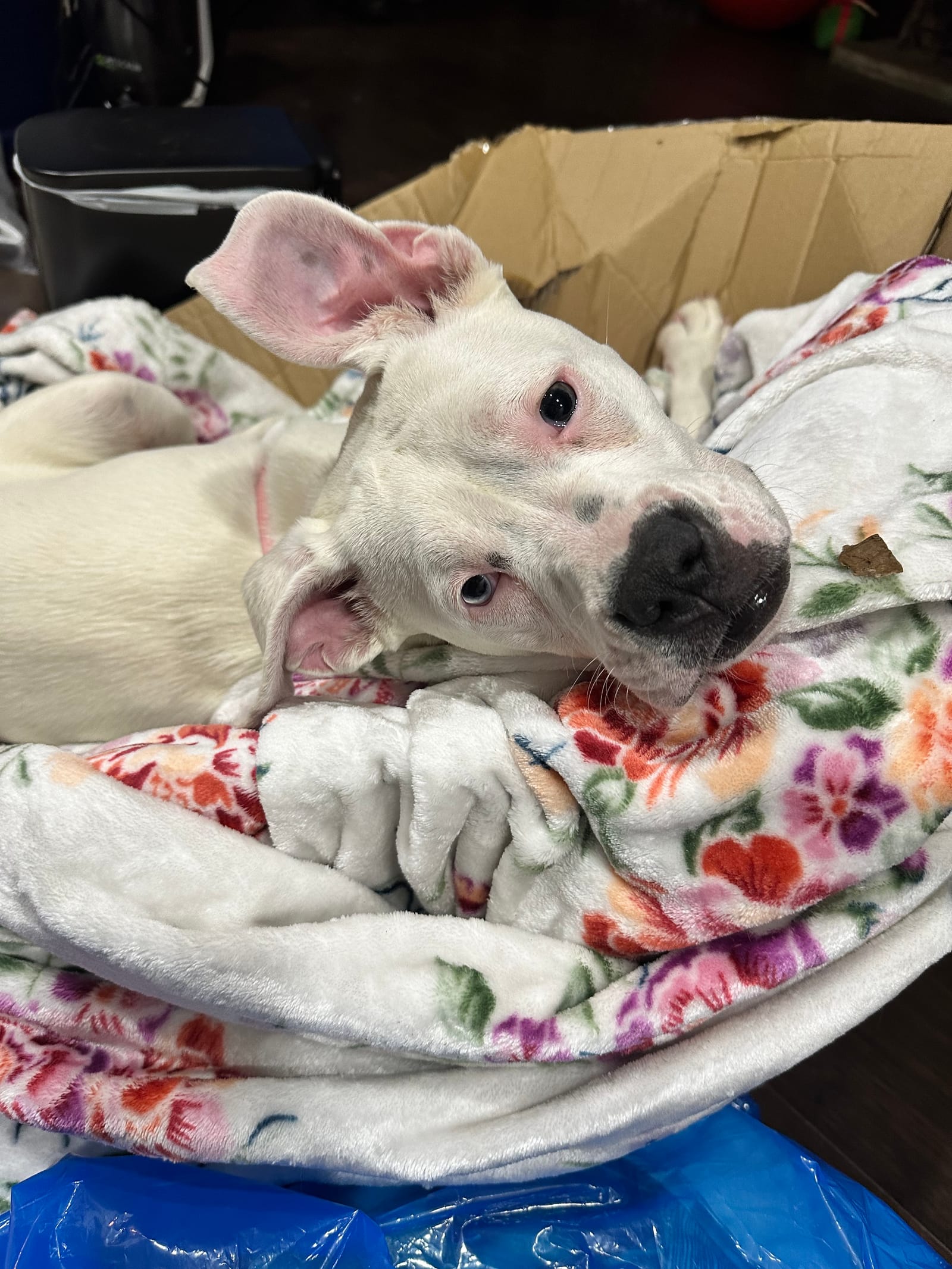Petspiration Spotlight: Bluey