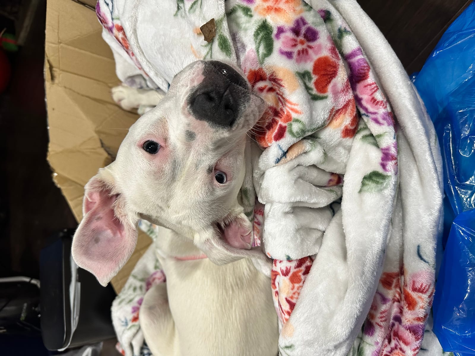 Petspiration Spotlight: Bluey