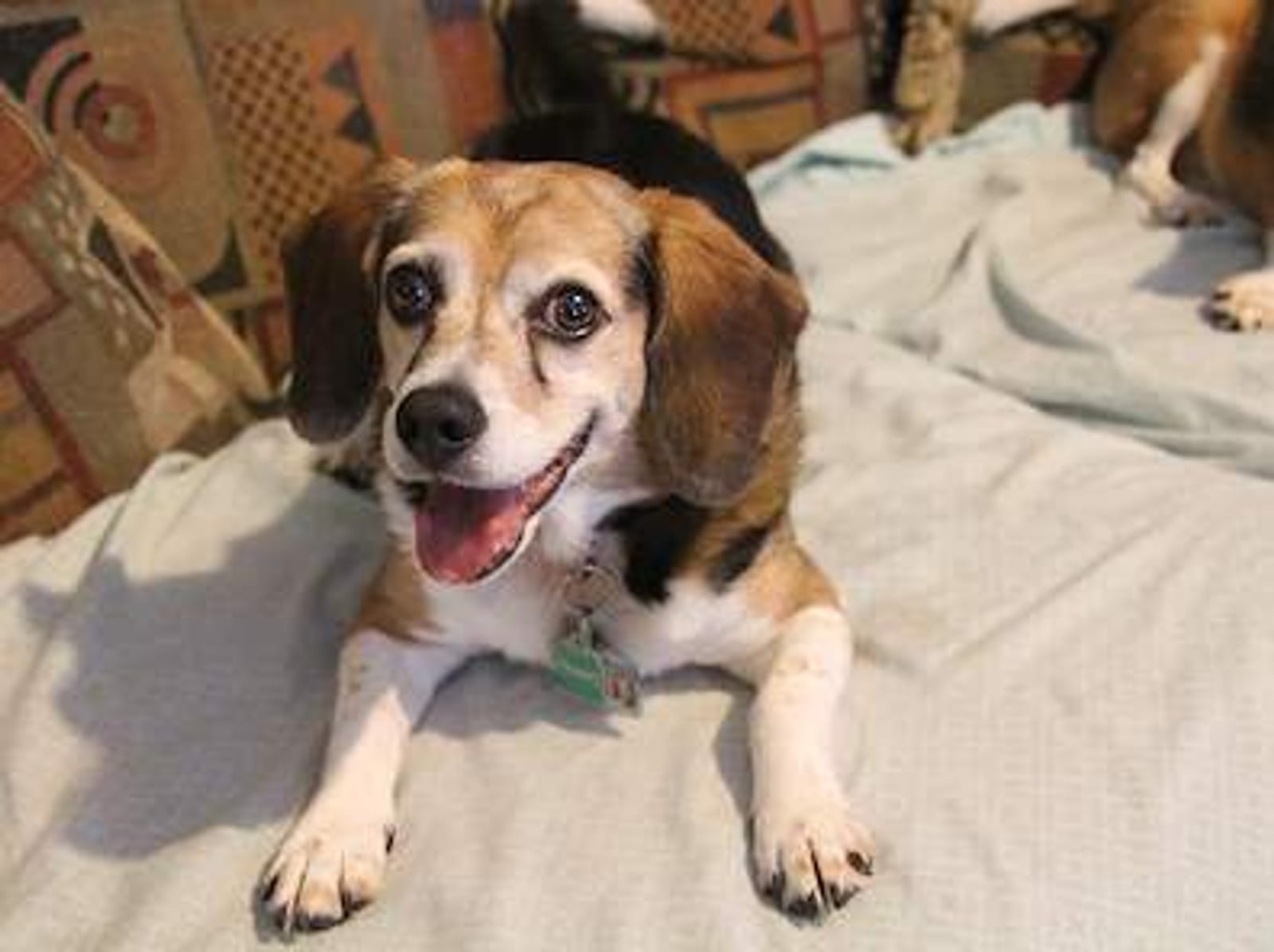 Petspiration Spotlight: Bogie