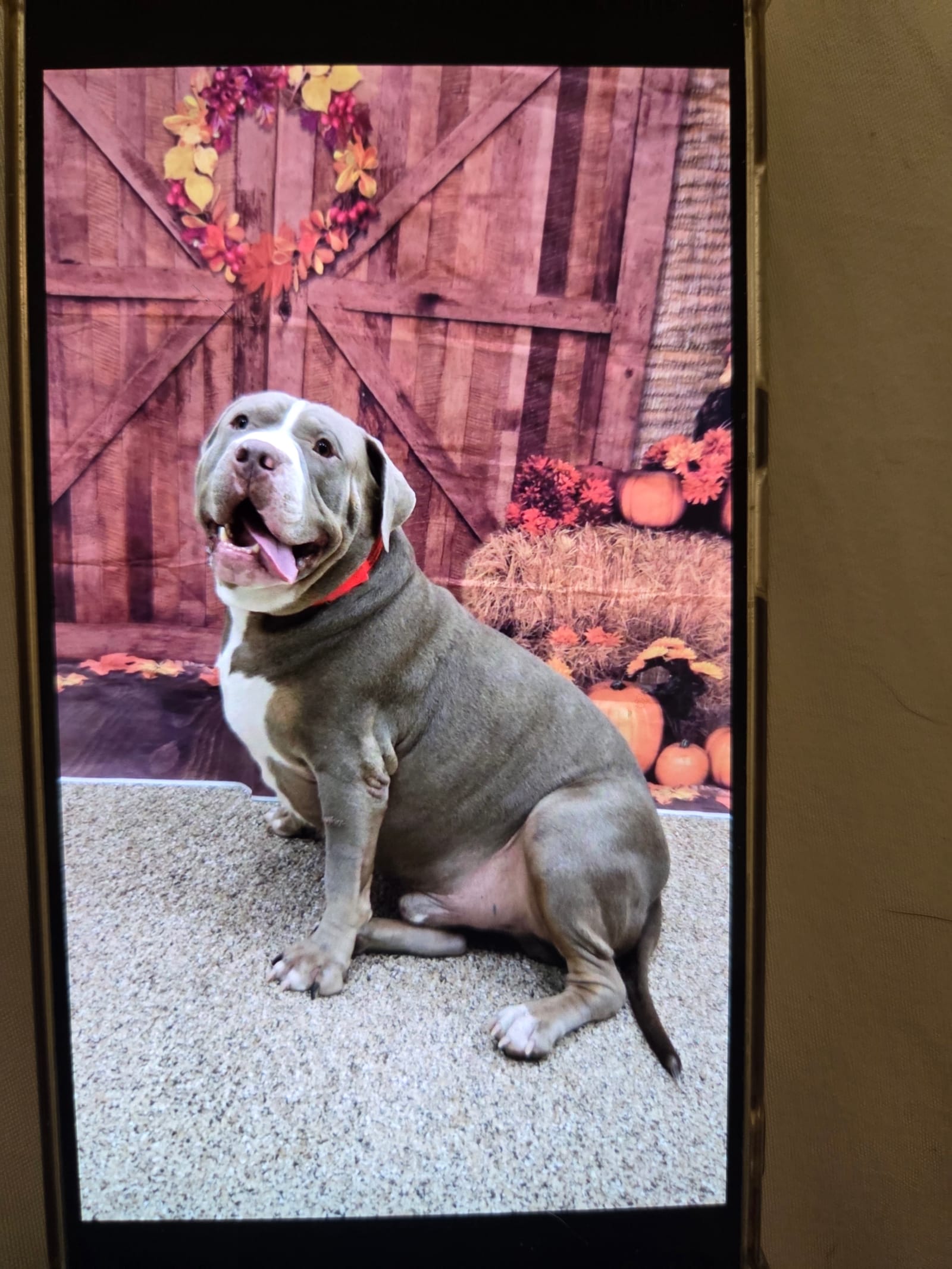 Petspiration Spotlight: Bongo