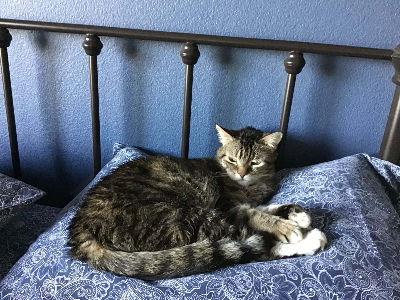 Petspiration Spotlight: Boomer