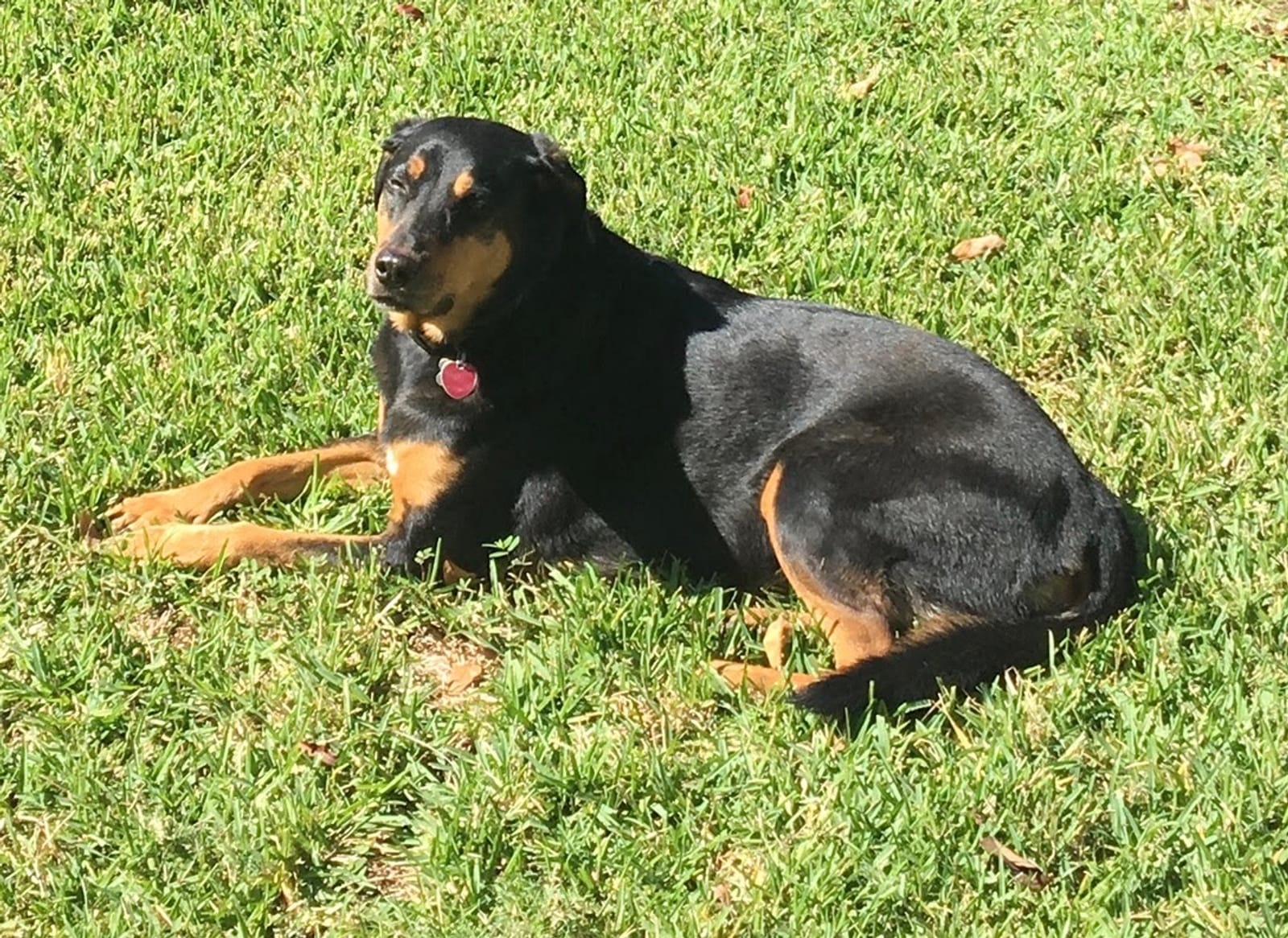 Petspiration Spotlight: Boots