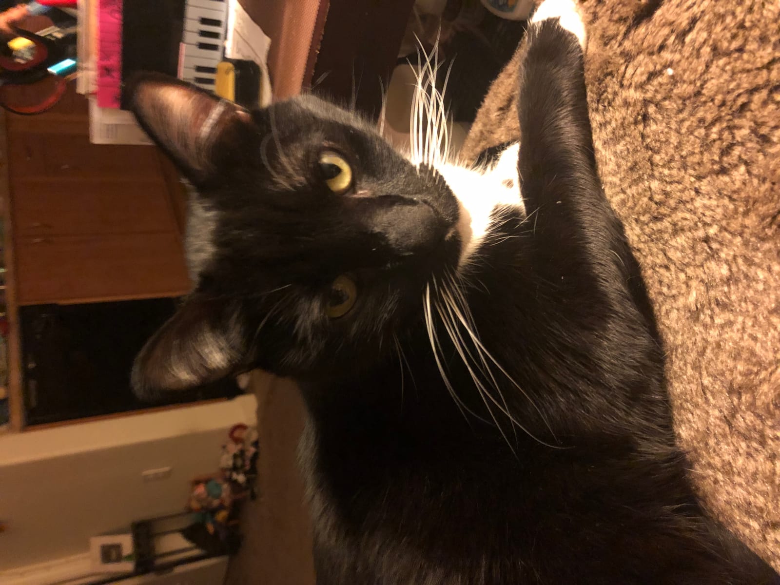 Petspiration Spotlight: Bosco Boots