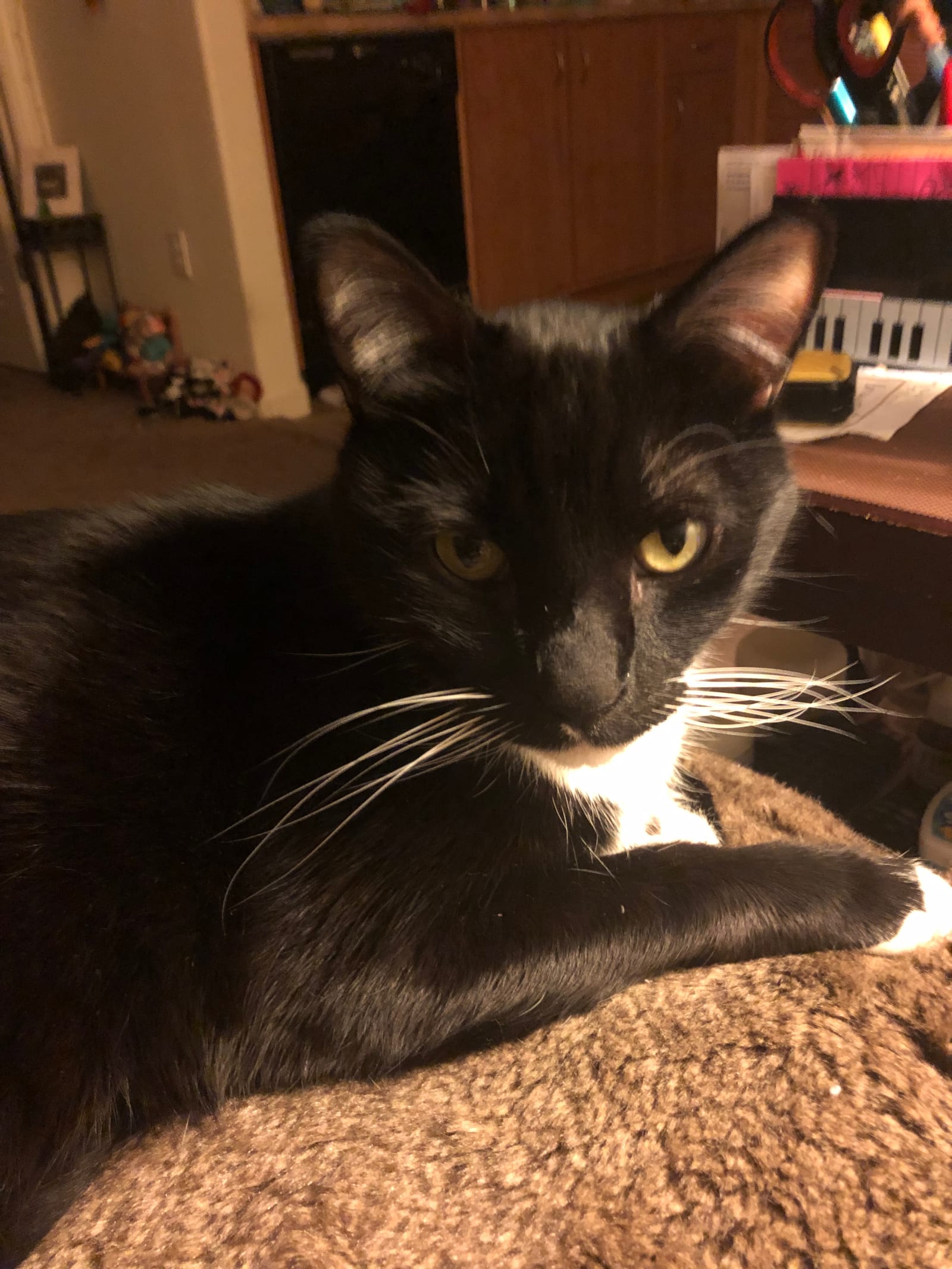Petspiration Spotlight: Bosco Boots